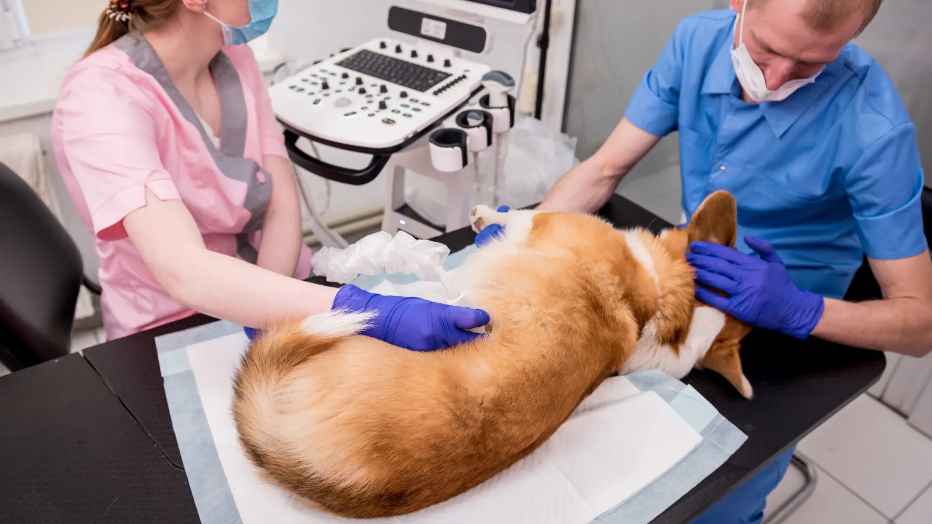 Un nuevo estudio reabre el debate sobre la esterilización temprana en perros