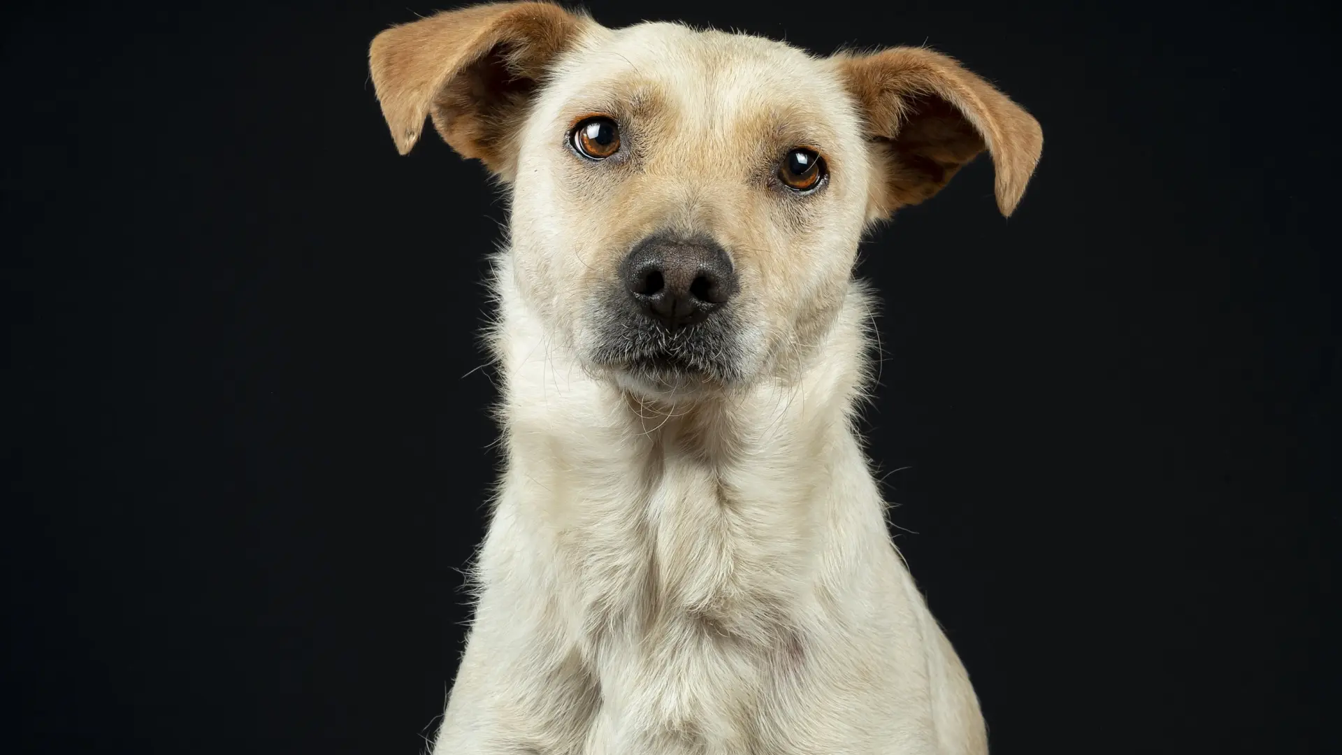 Primeros pasos de un perro recién adoptado: qué hacer durante los primeros días y semanas