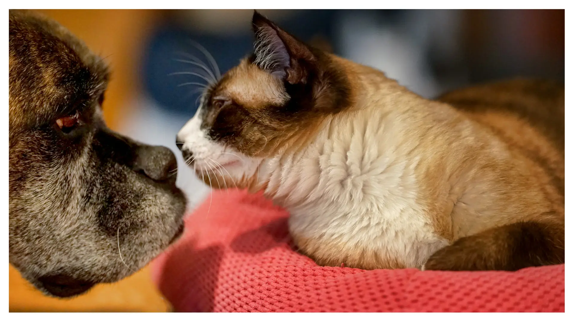 Tres frases que nunca se deberían decir a alguien que ha perdido a su mascota