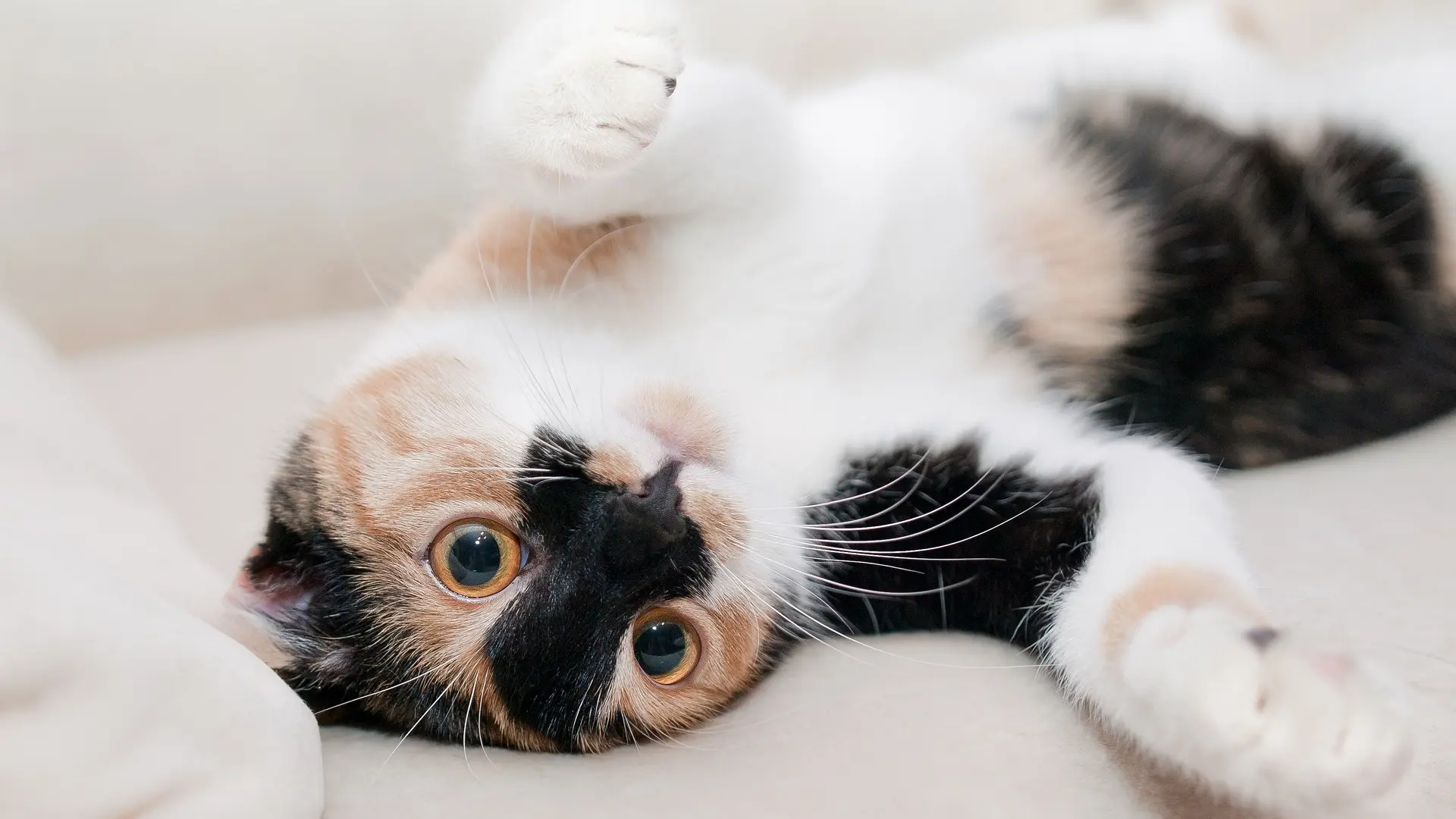 Estudios recientes exploran la conexión entre gatos y trastornos psicóticos