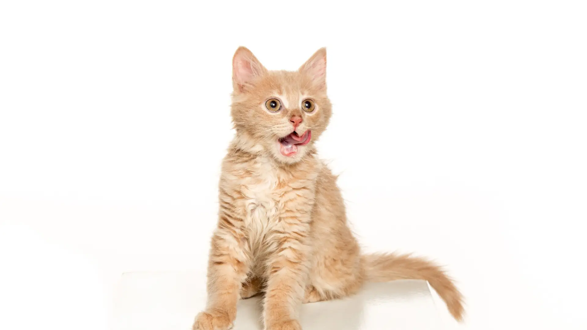 ¿Estás pensando en adoptar un gato? Esto es lo que te va a costar