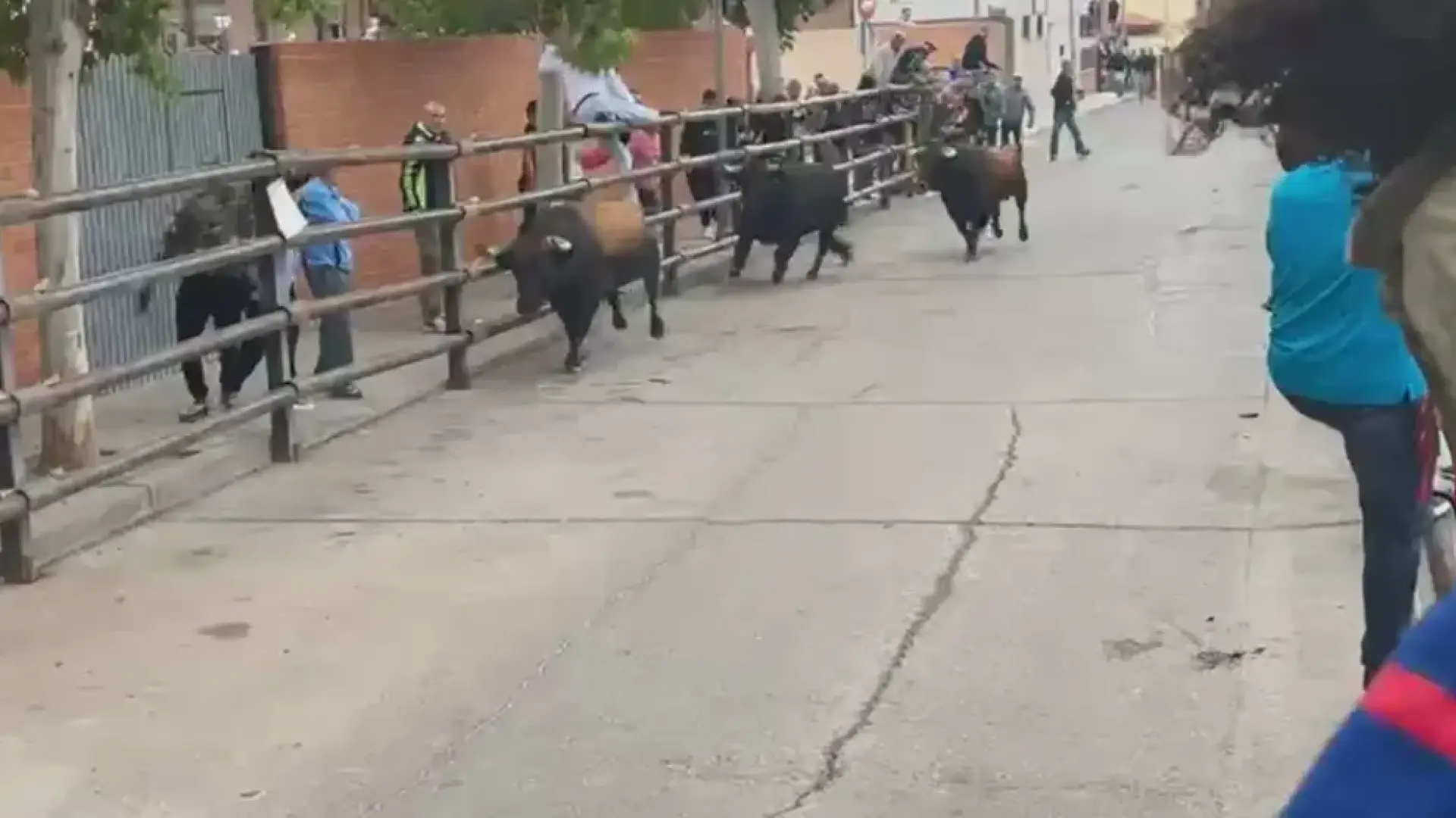 Muere una persona tras ser embestida por un toro que se escapó de un ...