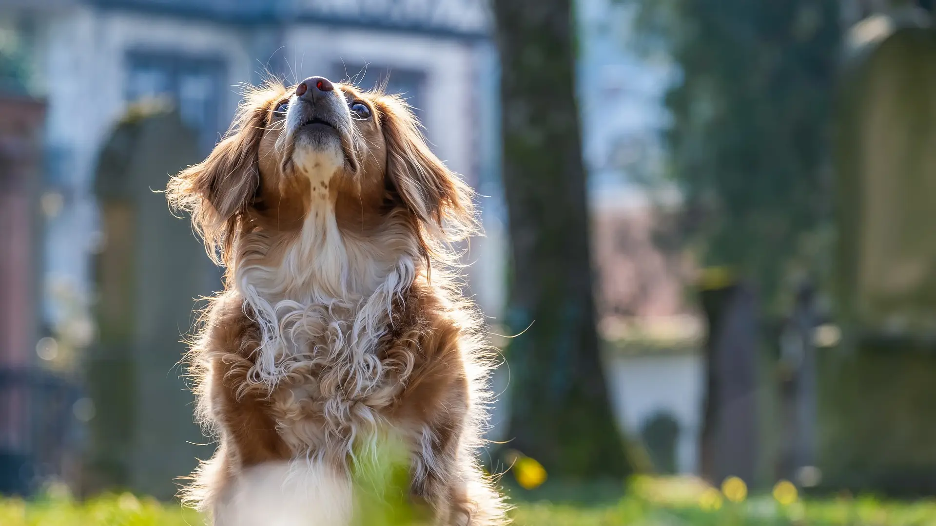 Un nuevo estudio ofrece un método de detección para el TDAH en perros