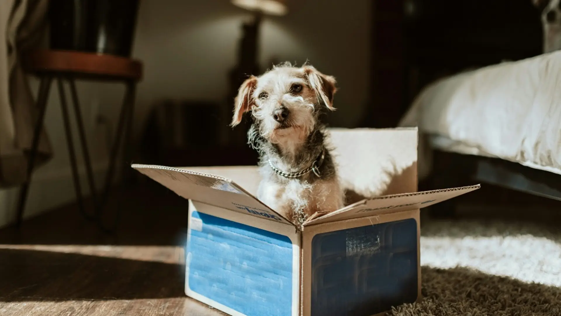 La sobreimitación en perros social o simple confusión?