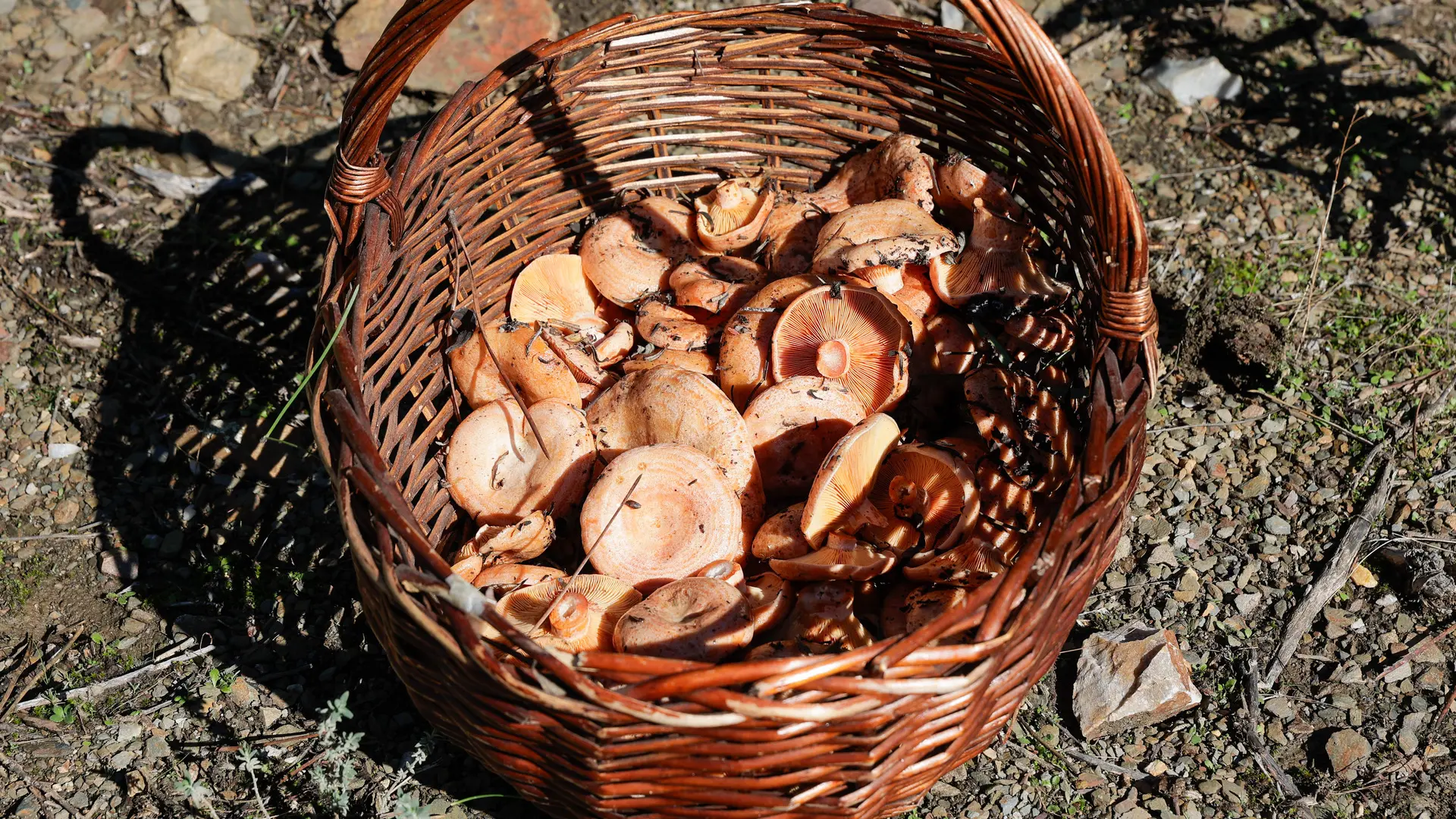 Comienza la temporada de setas en Galicia: estas son las zonas favoritas de los 'seteros' en cada provincia