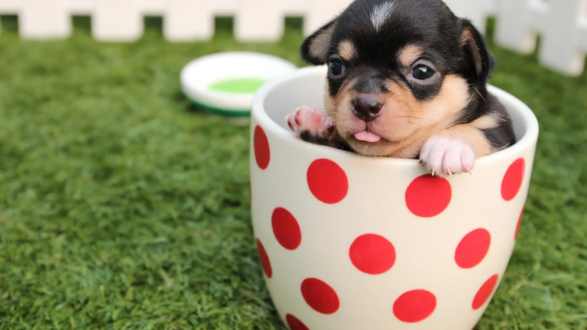 Cuidado con las estafas comprando animales online: organismos de consumo alertan de que el 80% de anuncios son falsos