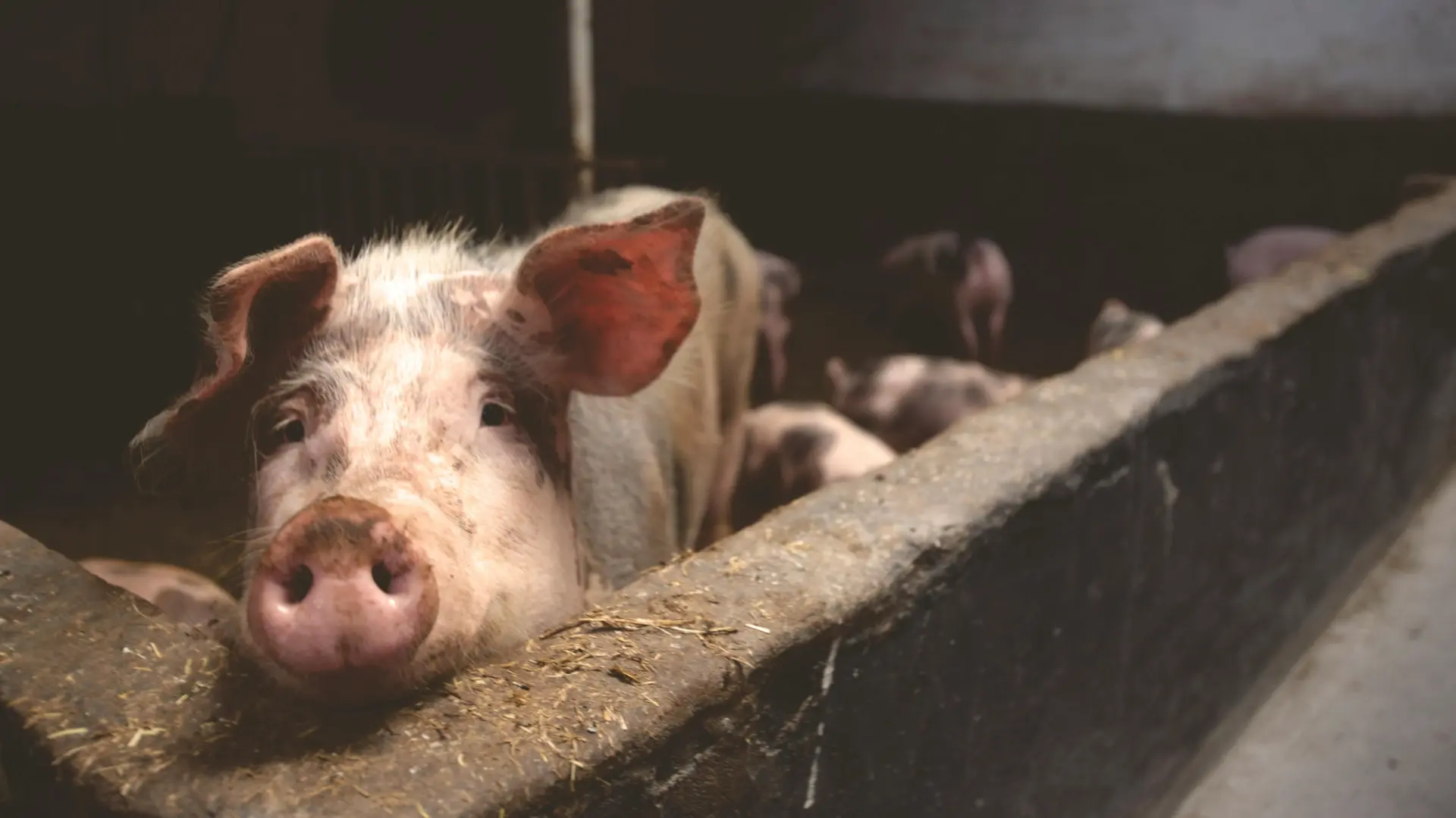 China responde a las tasas europeas a sus coches eléctricos con un arancel a la carne de cerdo que golpea a España