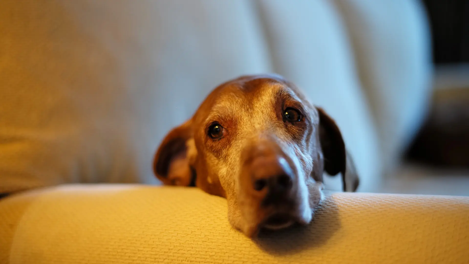 Desorientación, trastorno del sueño... Los siete signos de demencia en perros