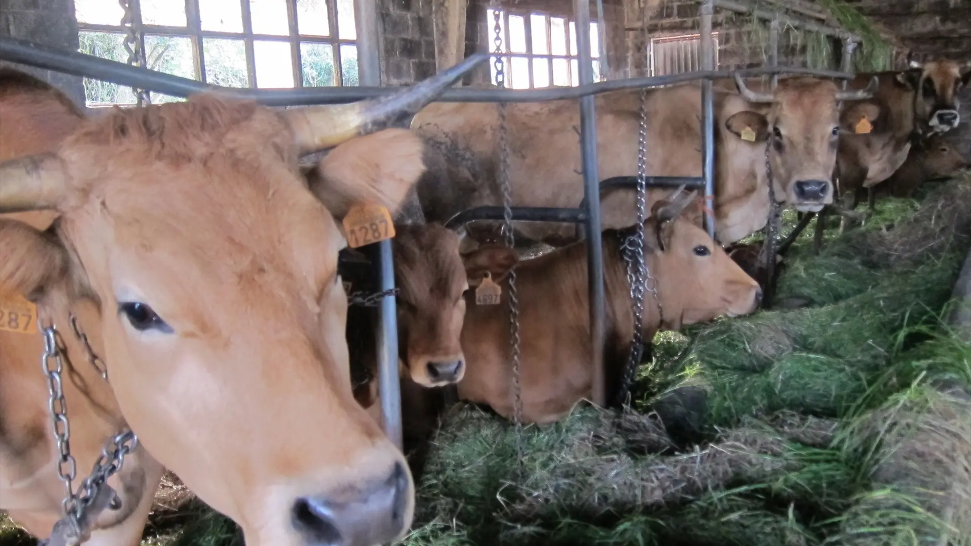 Confirmado en Girona el primer caso en España de dermatosis nodular contagiosa en vacas