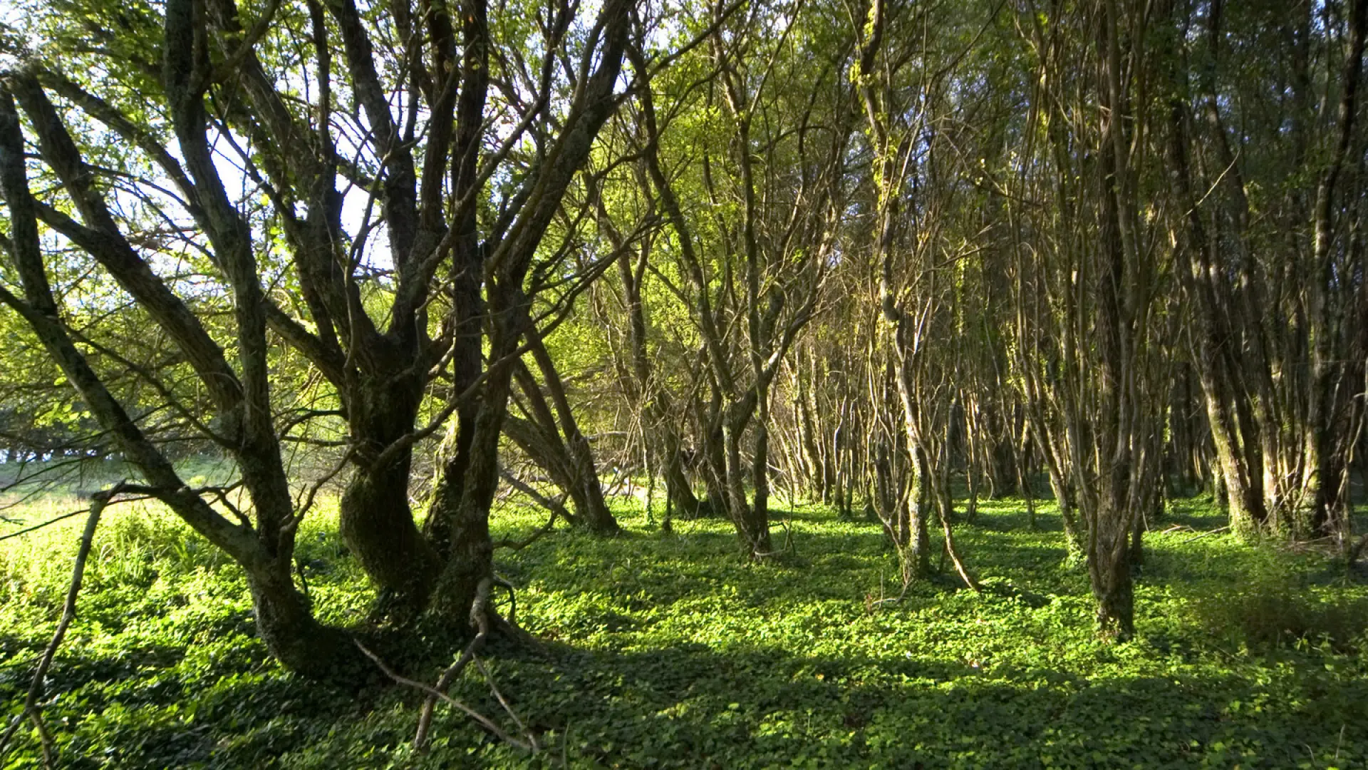 Una niña de 6 años atravesó el bosque para alertar a los vecinos de que sus padres habían muerto en Coín
