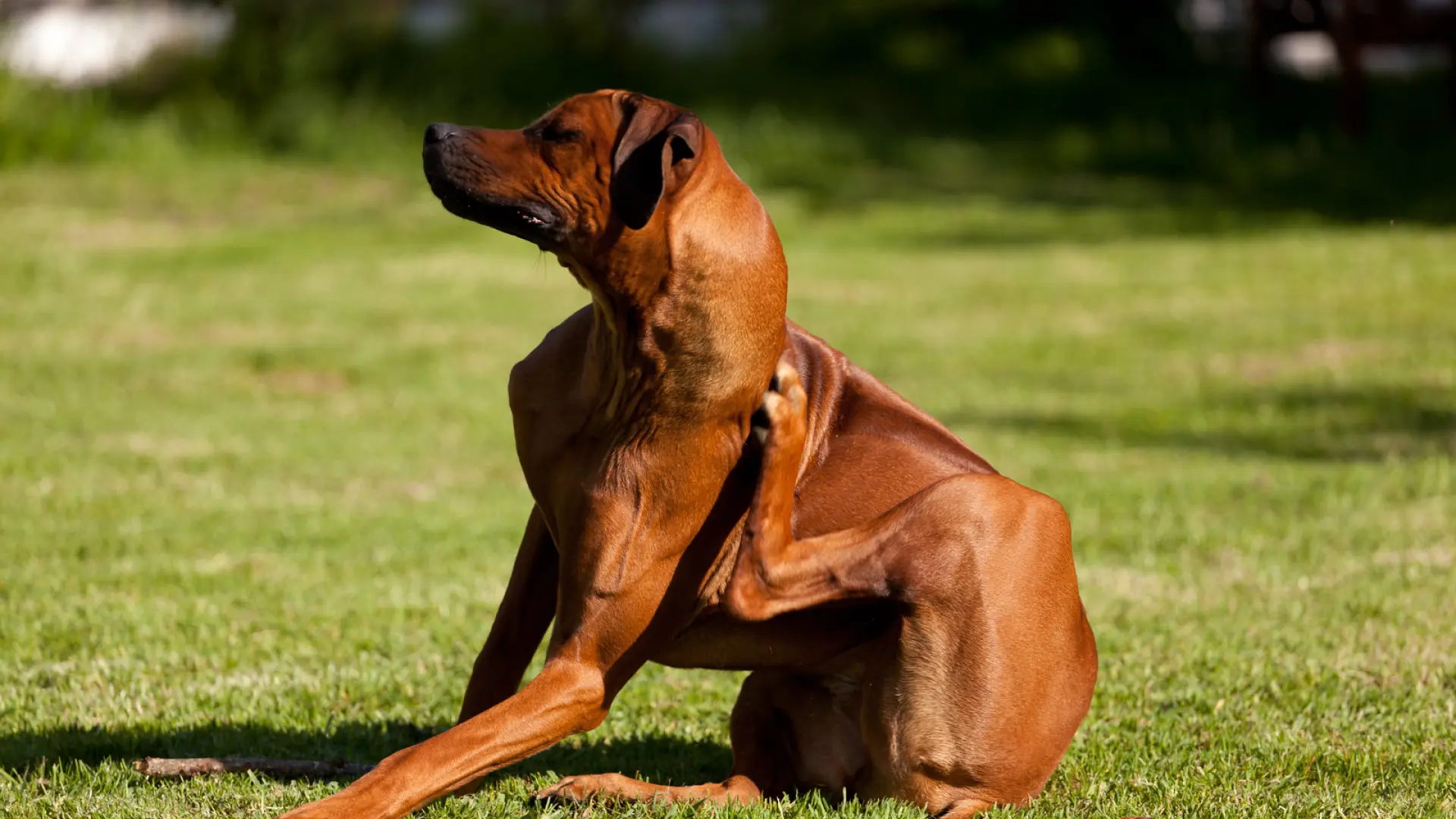 ¿Por qué es tan difícil saber a qué tiene alergia nuestro perro o gato?