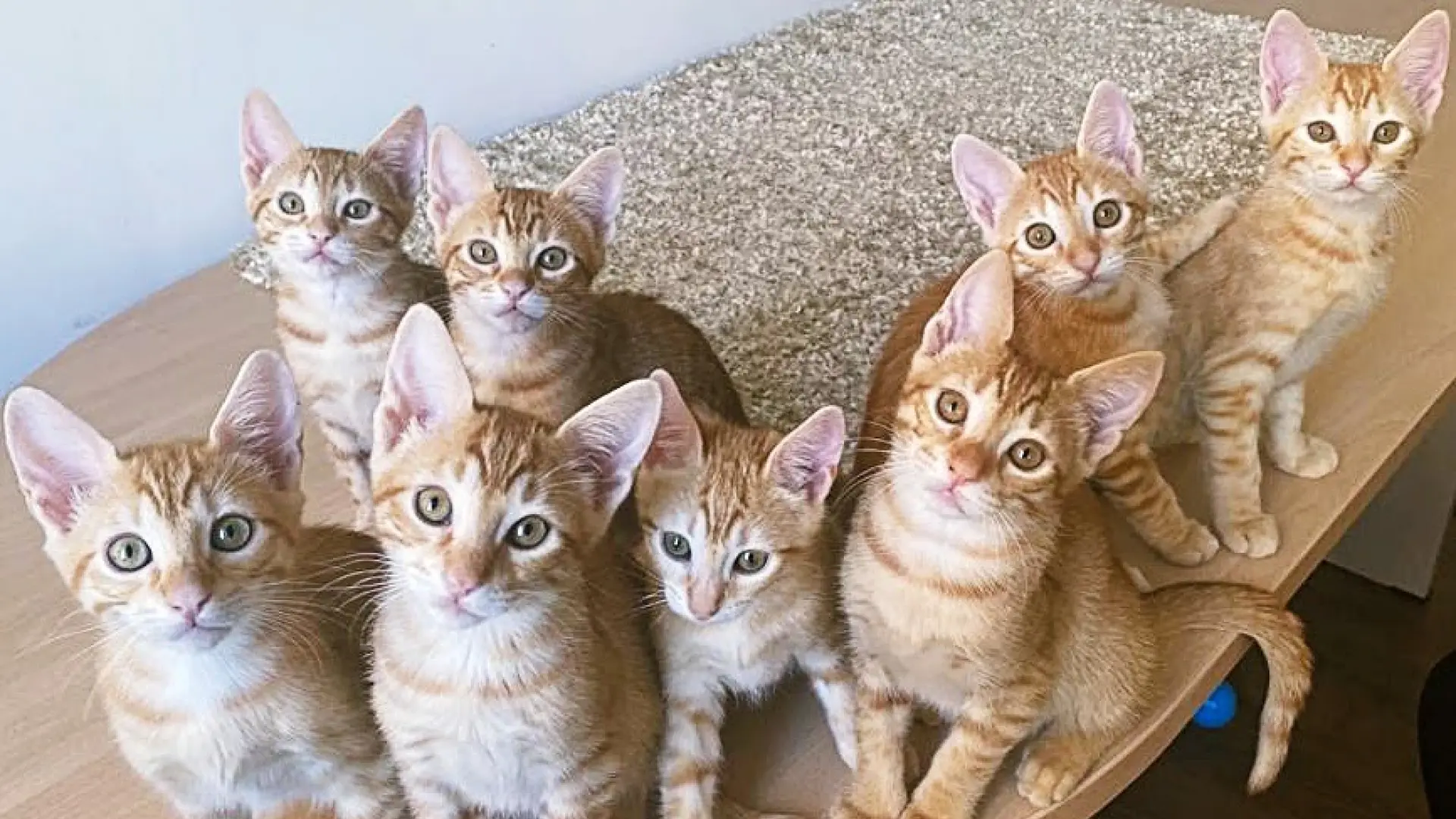 Cuando dos gatos dejan de llevarse bien: cómo funciona la jerarquía felina