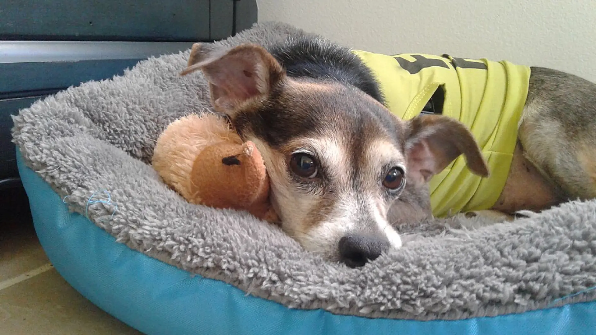 
         La pseudogestación, cuando una perra cree que está preñada 
    