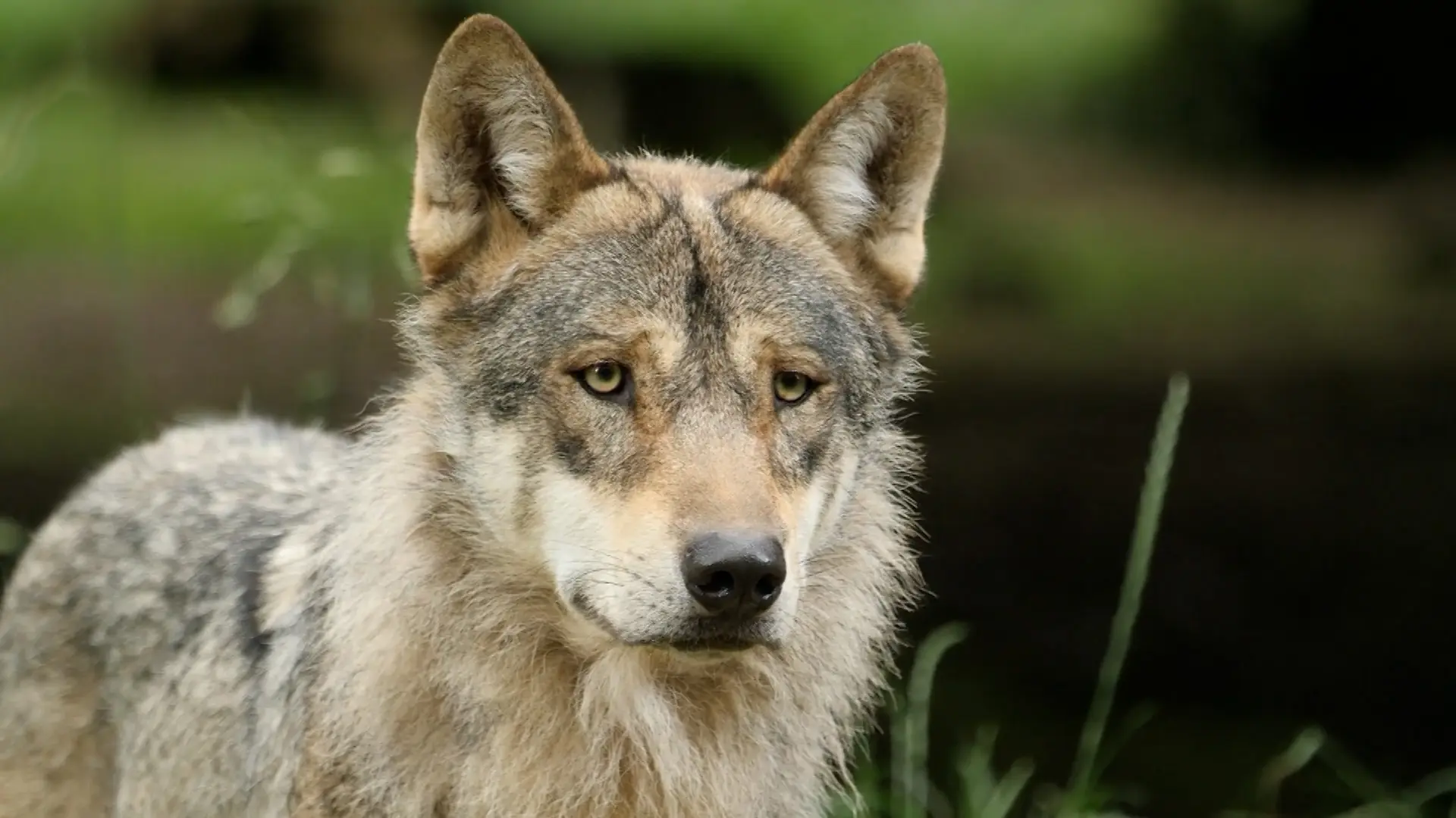 Asturias permitirá abatir lobos en cacerías programadas para capturar otras especies en las reservas