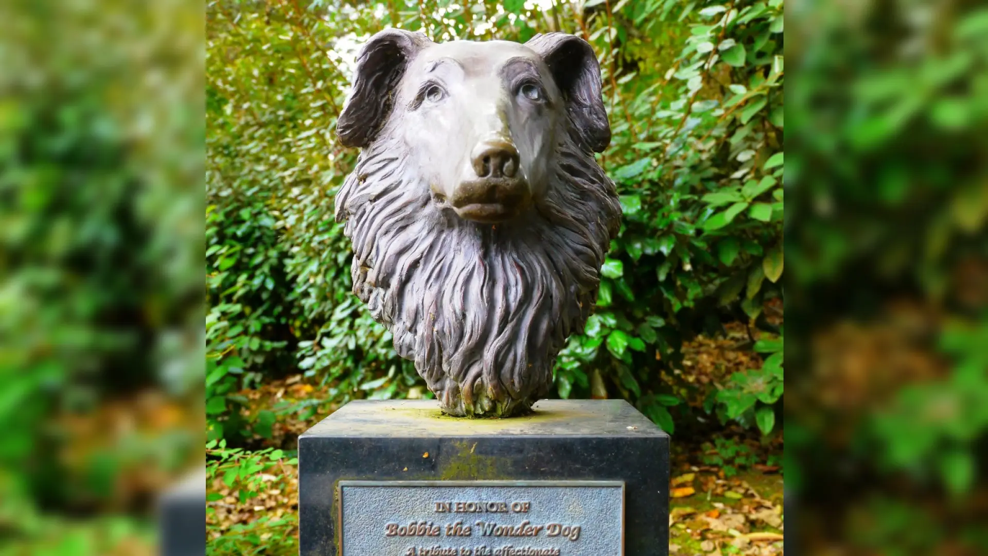 Bobbie, el perro que recorrió más de 4.000 km a través de ríos y montañas para volver a su hogar