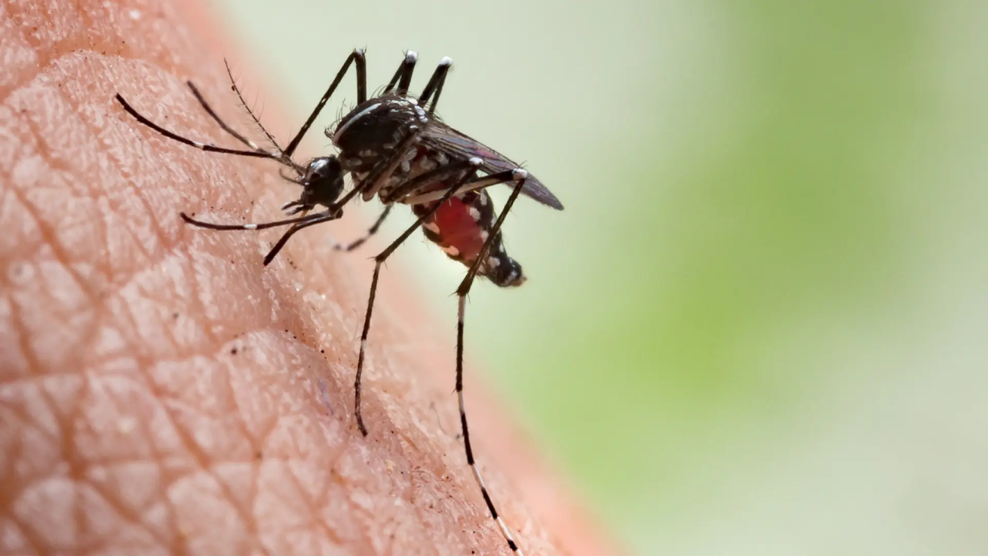 Aprueban el primer tratamiento para la malaria en bebés y niños pequeños thumbnail