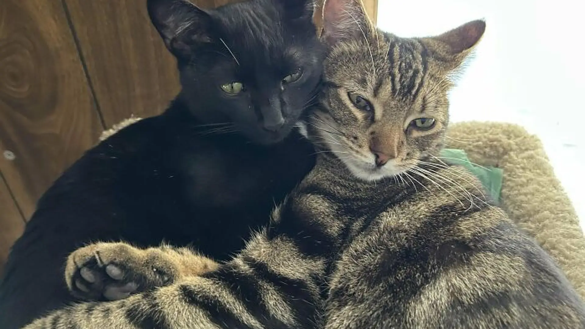 ¿Dos gatos mejor que uno? Especialistas advierten que no siempre es buena idea