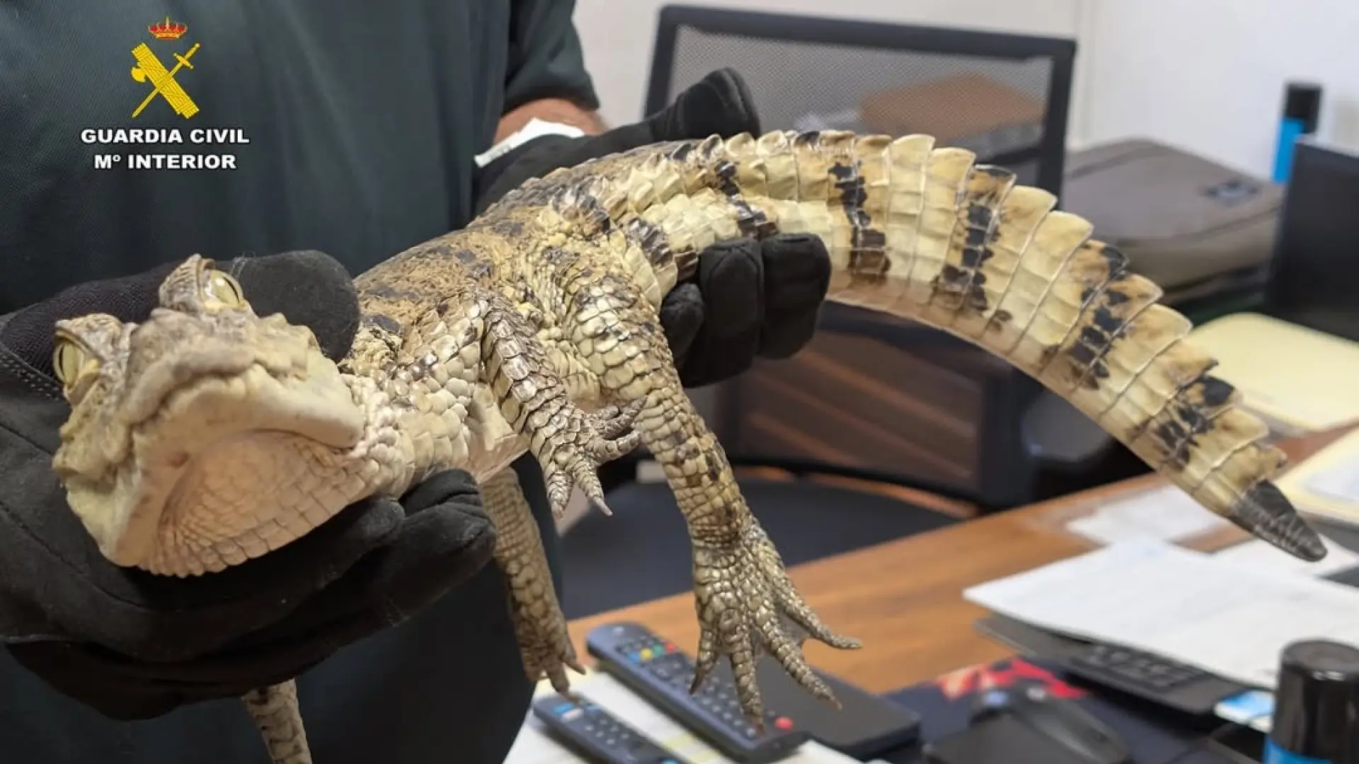 Encontrado un caimán en el pantano de Almansa: así ha sido su captura