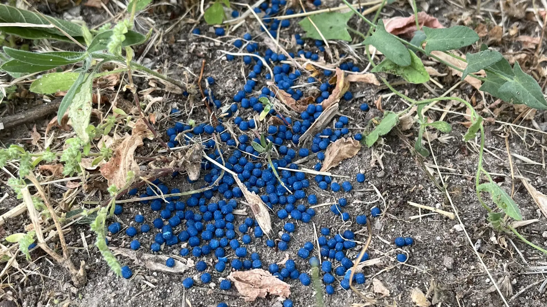 
         Cuidado con el Babosil: así es el veneno invisible que amenaza a los perros en los parques este verano 
    