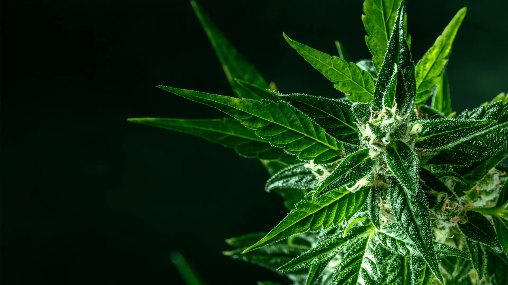 
         El cannabis ya es tres veces más tóxico que hace diez años 
    