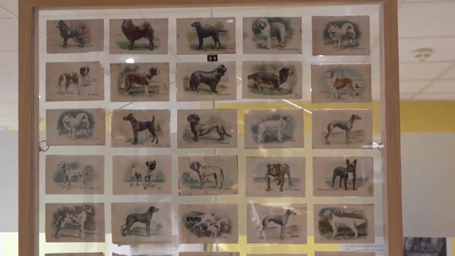 France Opens Dog Museum – World’s Second Largest
