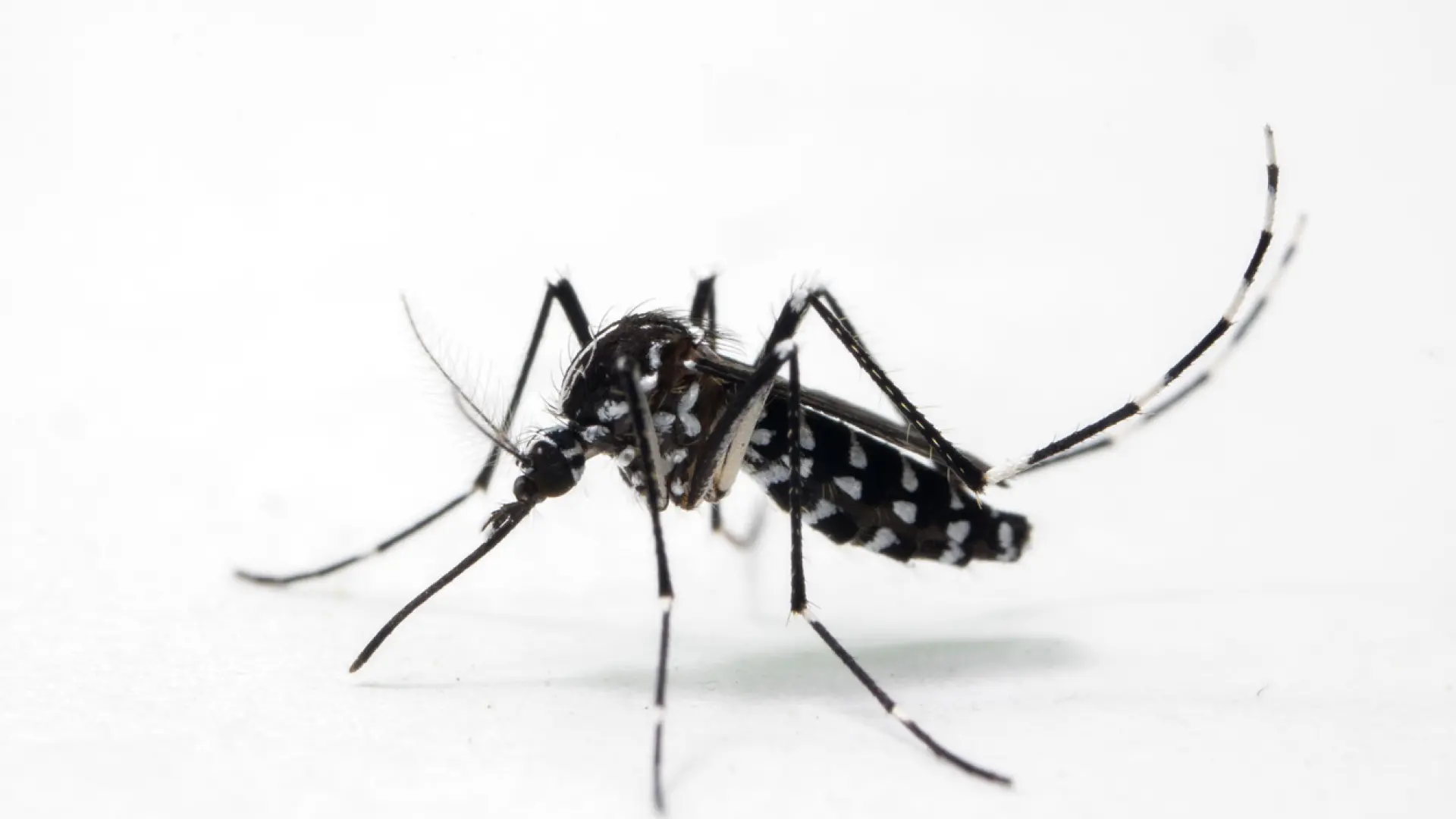 La OMS publica sus primeros protocolos para el dengue, el zika, el chikungunya y la fiebre amarilla thumbnail
