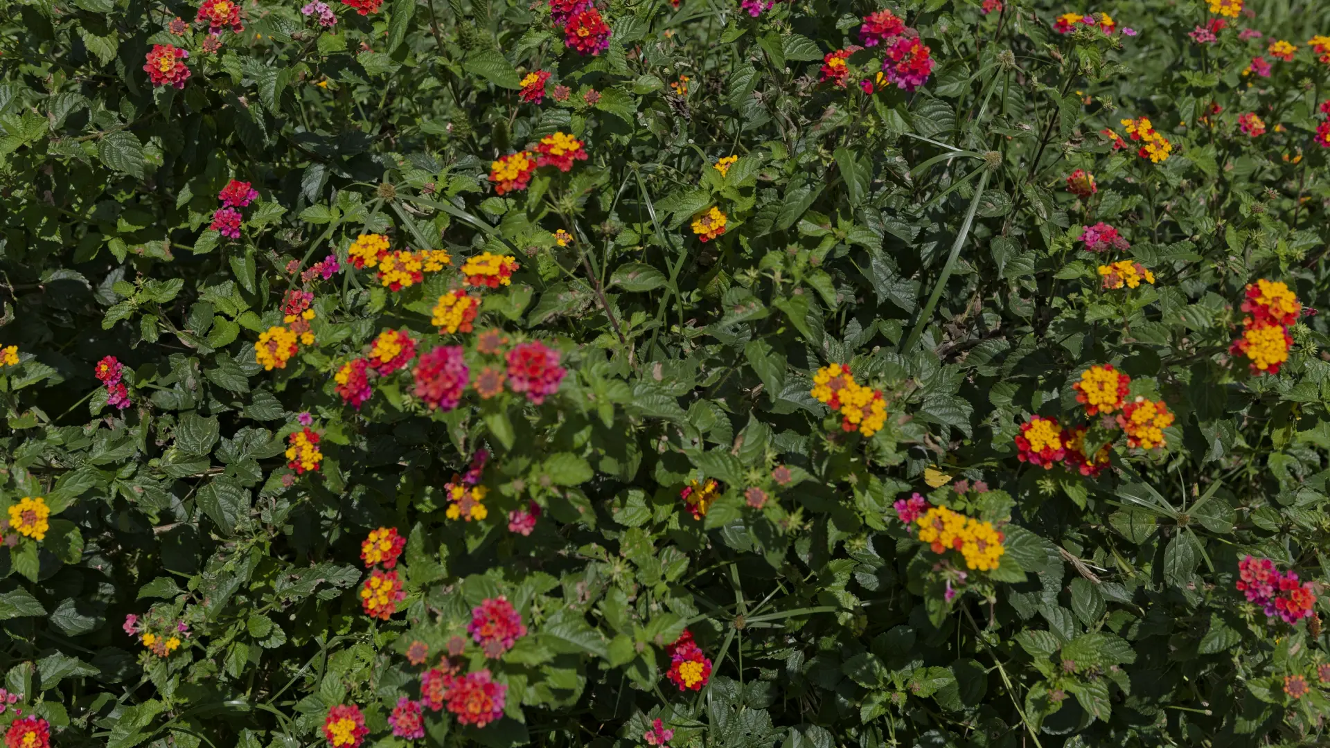 Ni petunias ni geranios: la planta que tiene flores los 365 días del año thumbnail