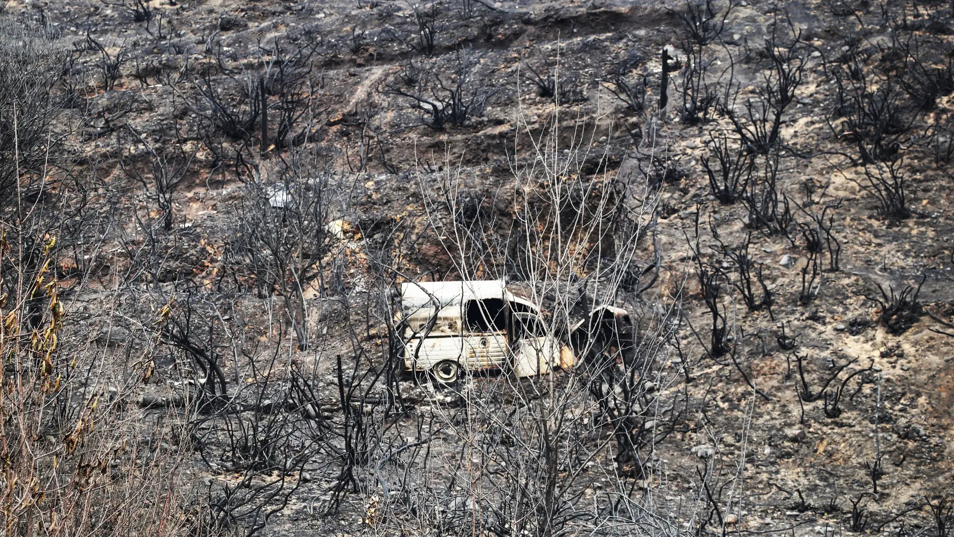El complejo reto de recuperar los ecosistemas dañados por los incendios: "El matorral tarda 5 años en recuperarse, los bosques 40 ó 50"
