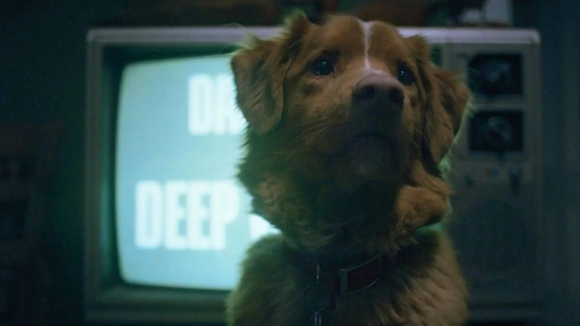 El perro del último éxito del cine de terror pide a los Oscar que reconozcan a los actores animales
