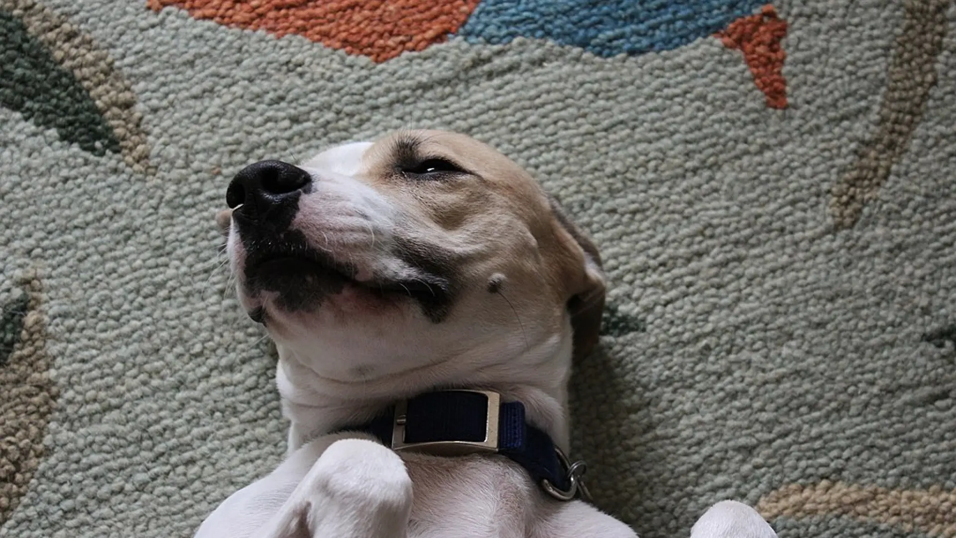 Lenguaje canino: claves para interpretar la sumisión en los perros