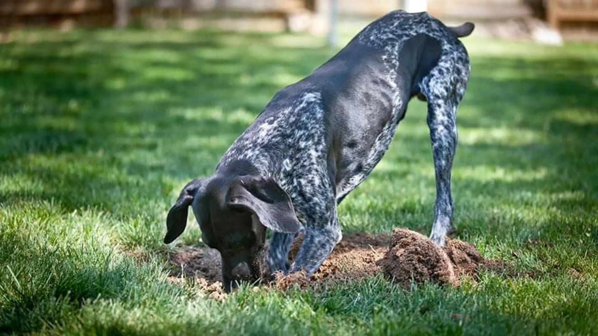 Los juguetes, la comida... El instinto de enterrar y esconder que conecta a los perros con los lobos