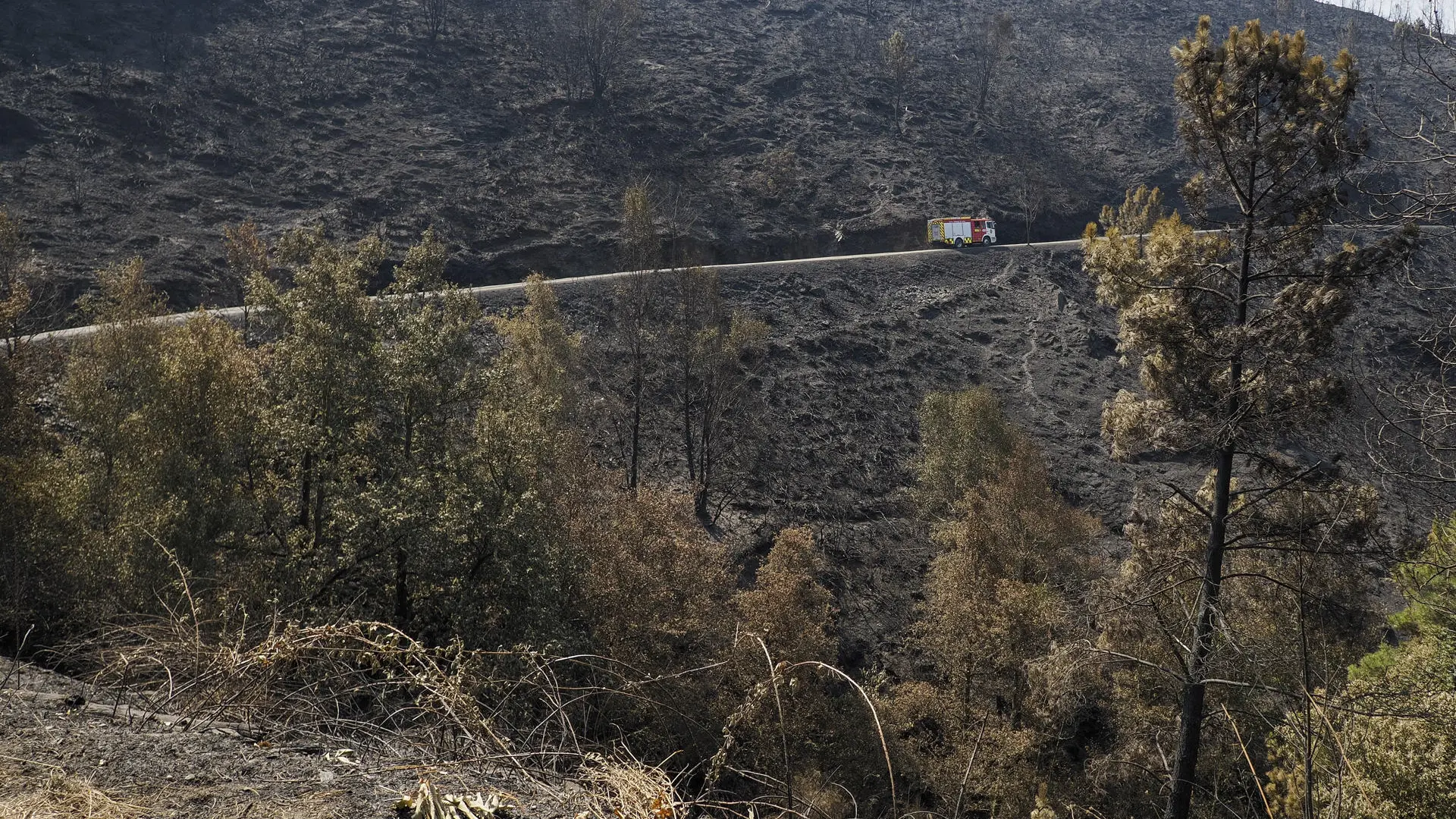 El día después de los incendios: cómo resucitar el bosque y hacerlo rentable para evitar el abandono