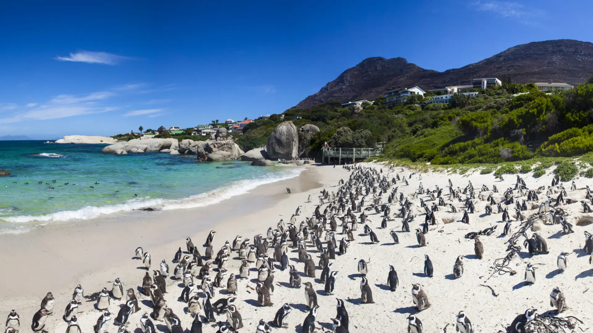 La curiosa playa donde viven 3.000 pingüinos en peligro de extinción