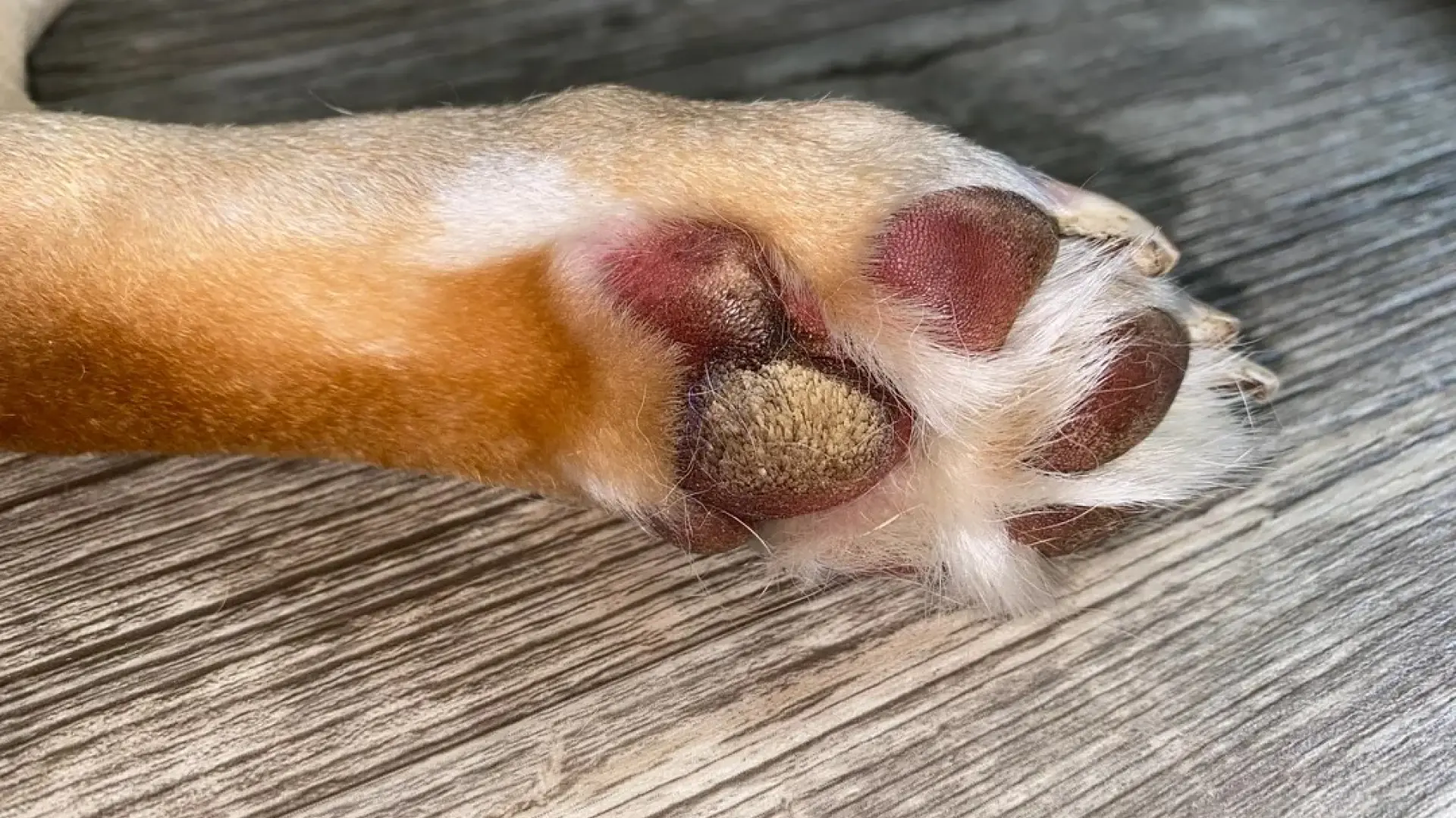 Hiperqueratosis en perros: qué es, cómo detectarla y qué hacer para mantenerla bajo control