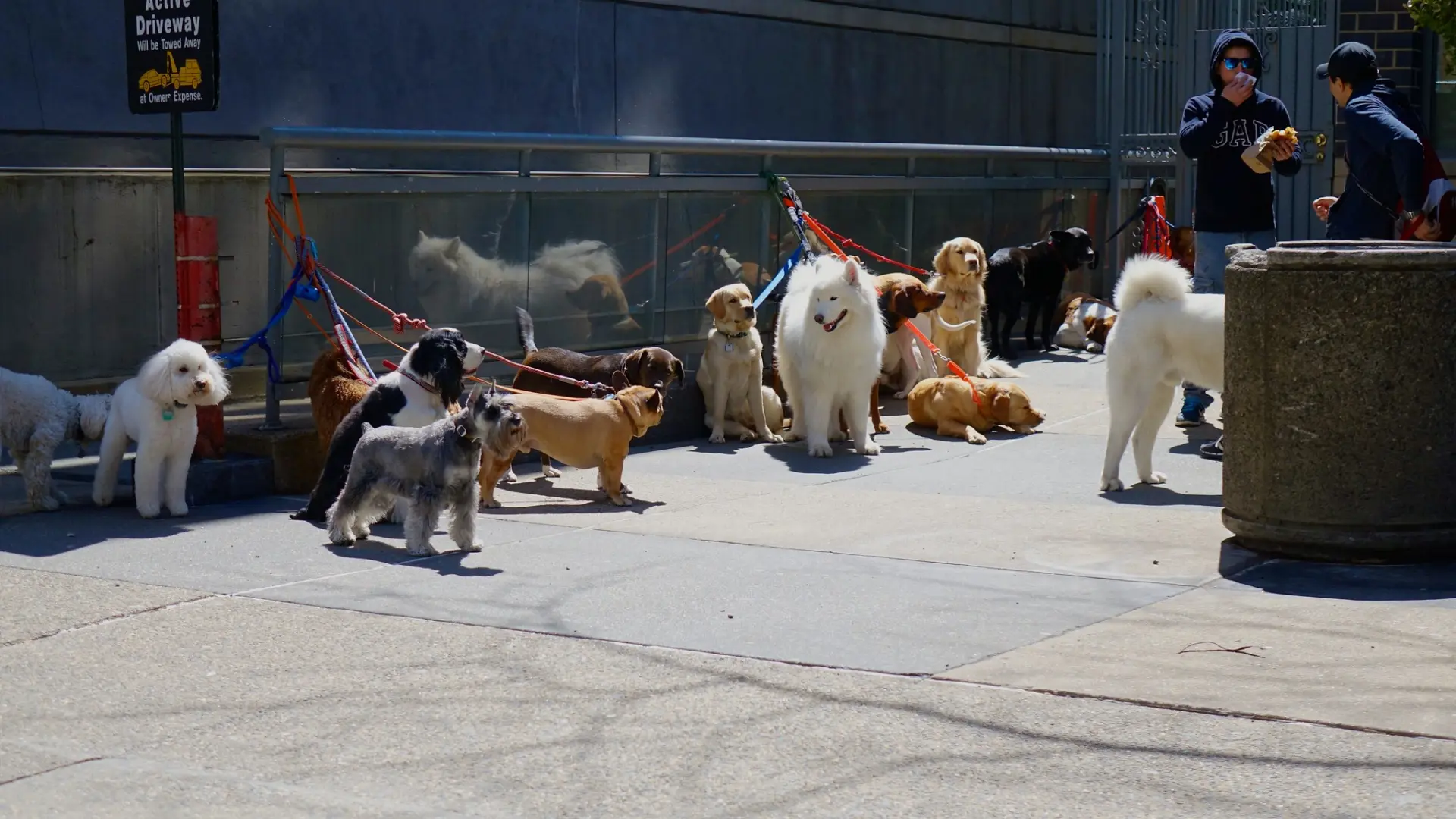 Perros por el mundo: los 10 países con la mayor población de perros y sus contrastes culturales
