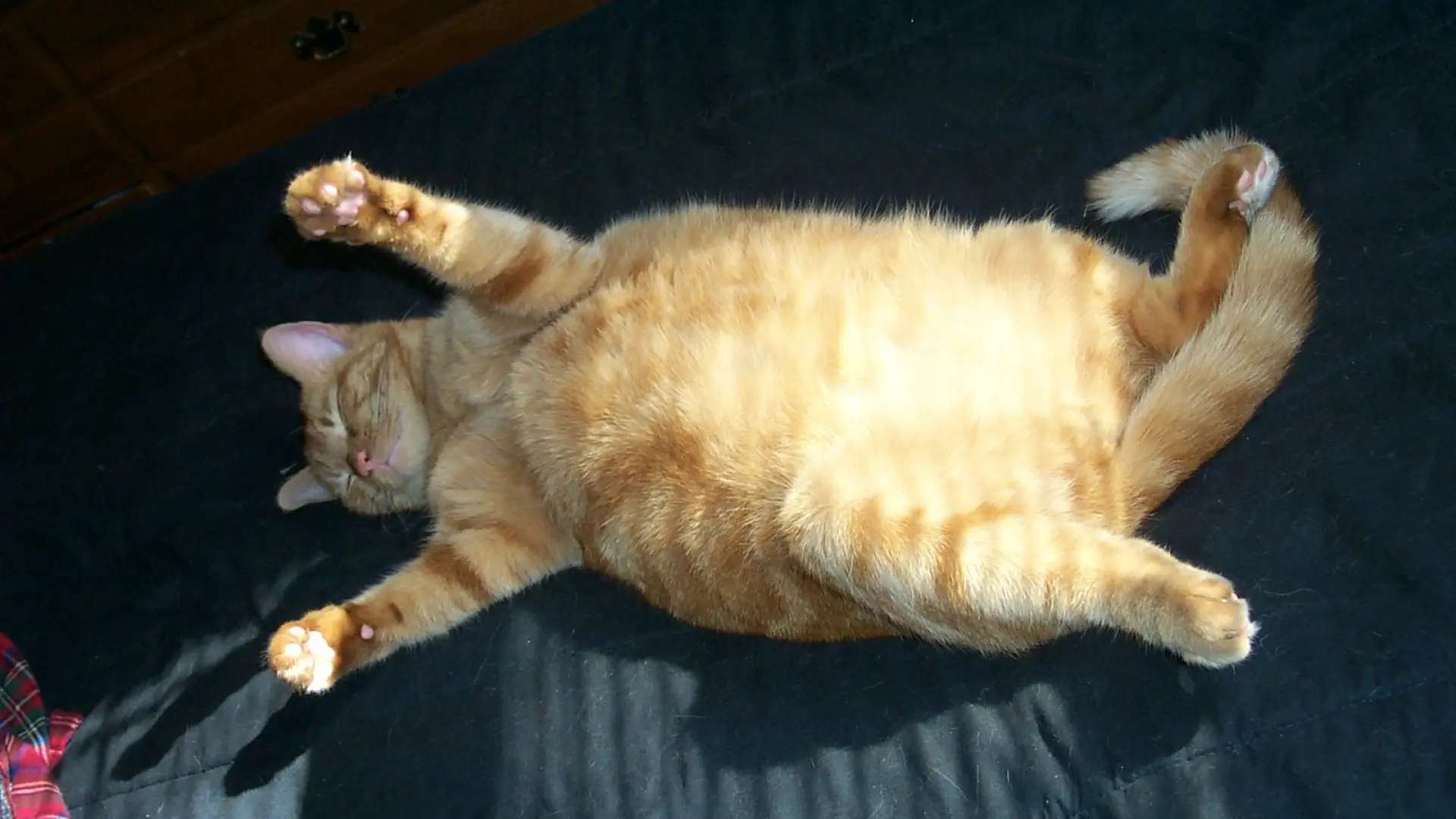 La obesidad y el tamaño corporal agravan la artrosis en gatos