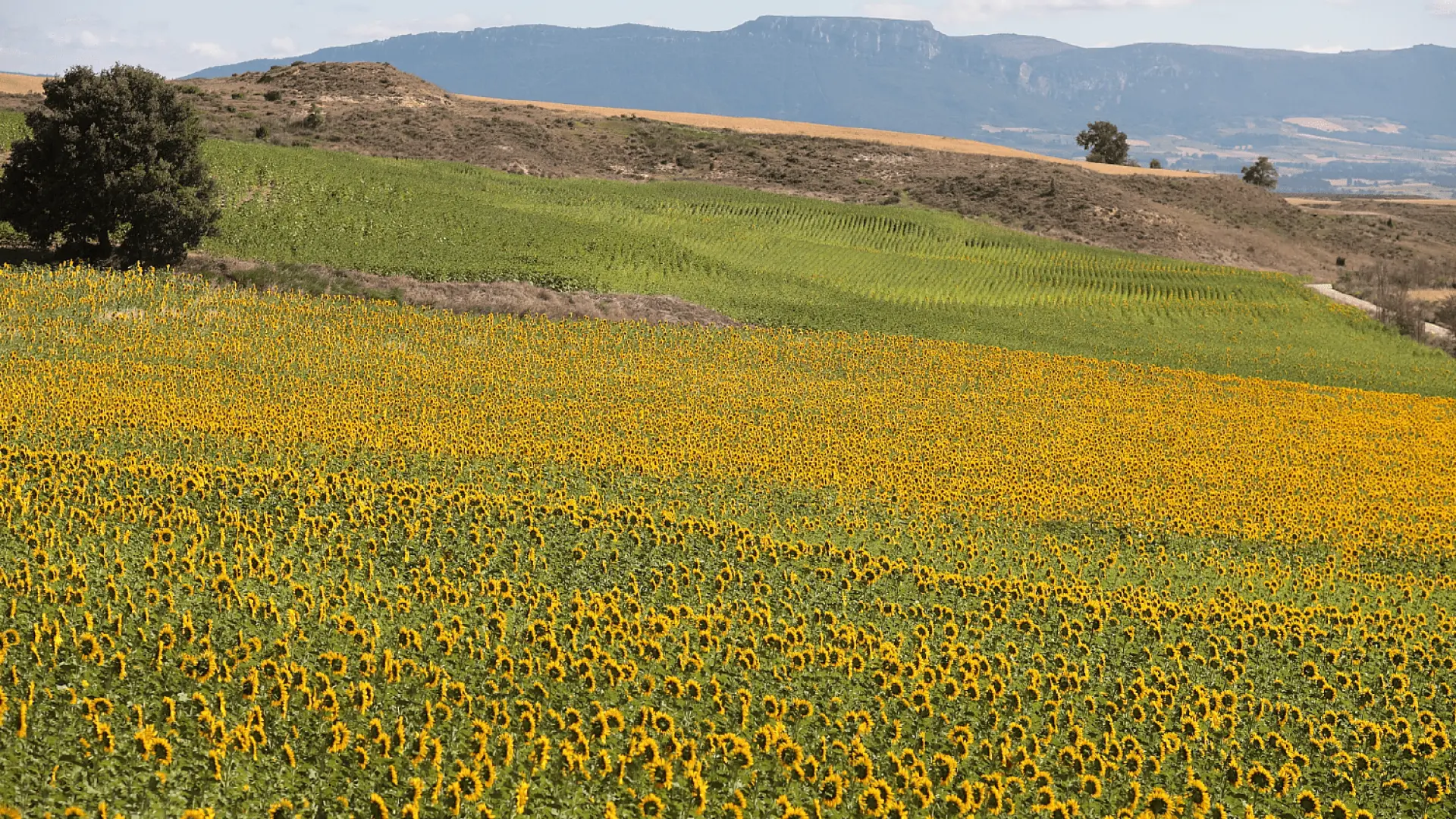 Este pueblo burgalés presume del mayor mar de girasoles del país y casi nadie lo sabe