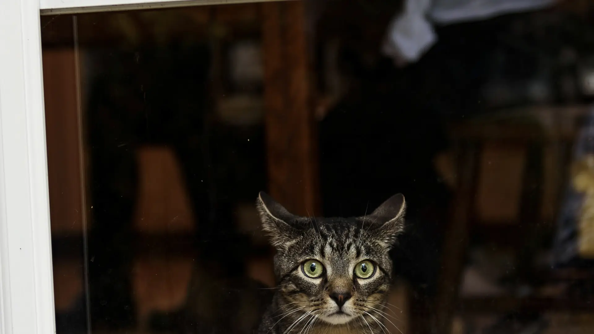 ¿Los gatos pueden predecir las tormentas? La ciencia detrás del mito