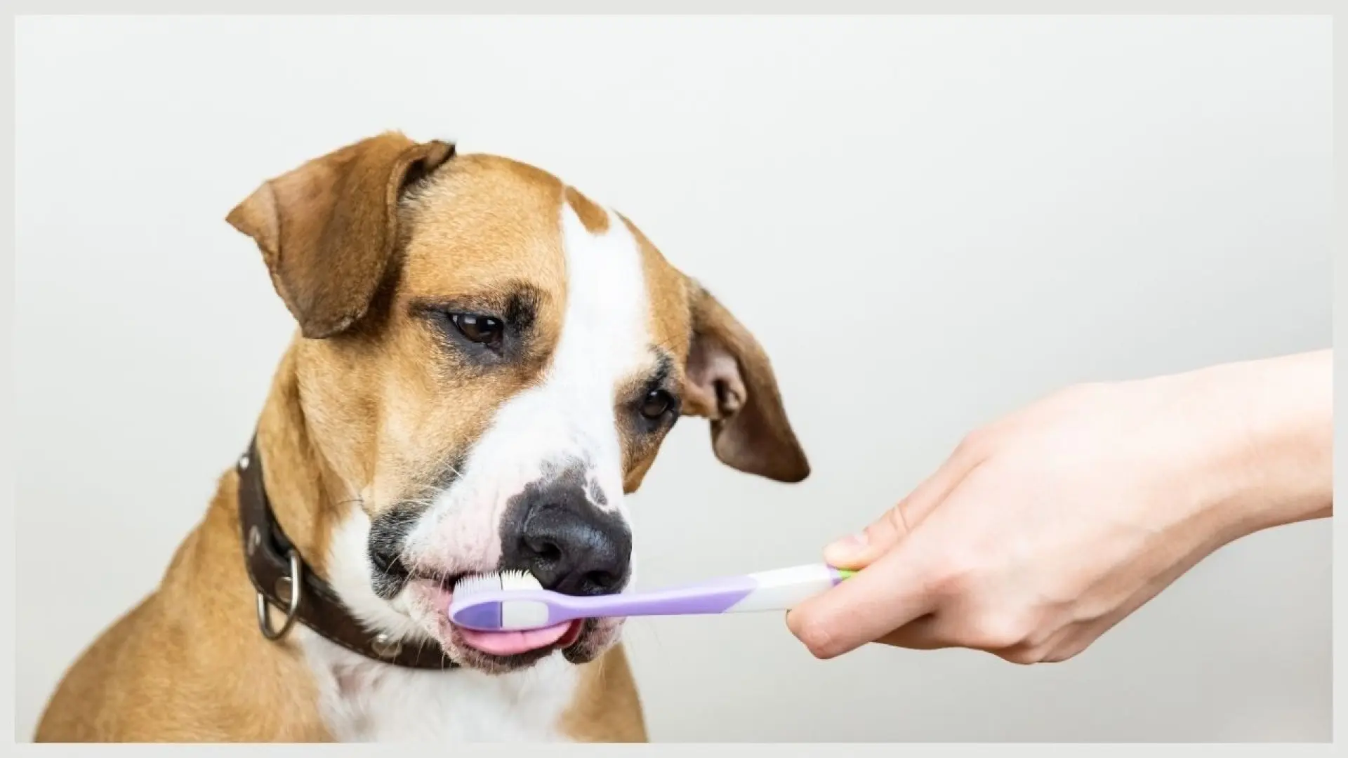 Casi un tercio de los cuidadores ignora los signos de mala salud dental en sus perros