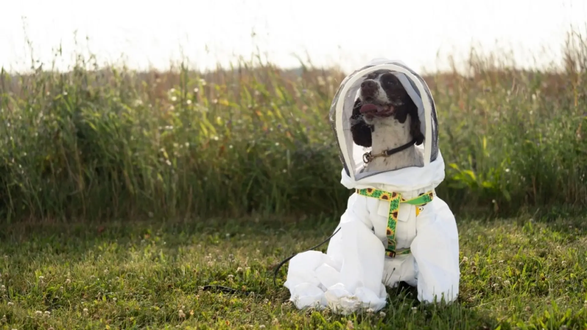 La historia de Maple, una perra policía jubilada que ahora protege a las abejas