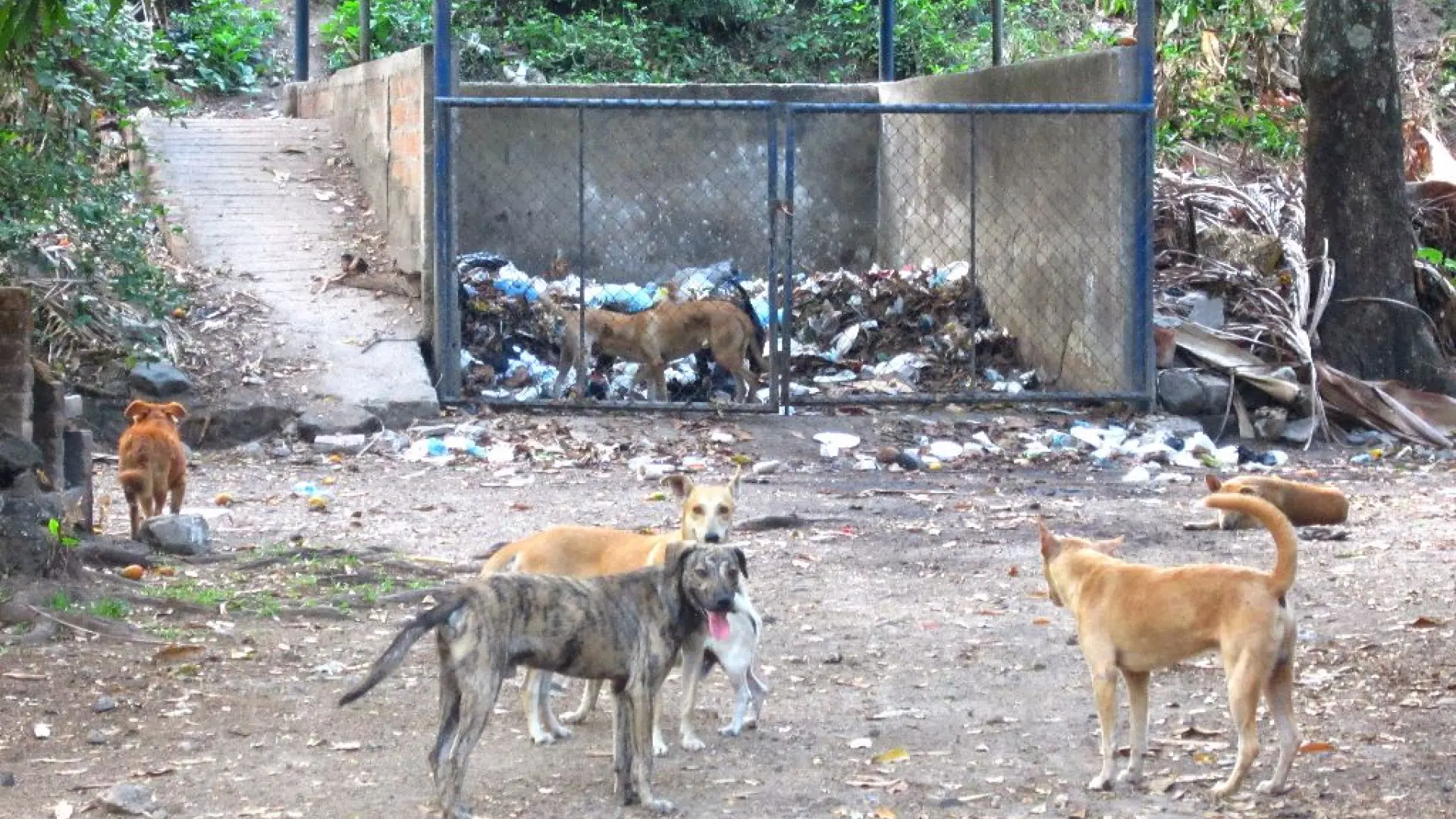 Los perros en la batalla contra el gusano barrenador, amenaza y esperanza en Centroamérica