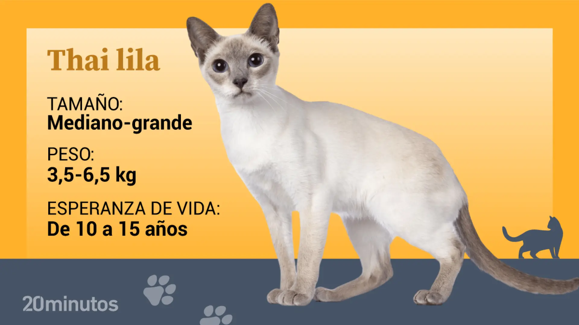 La raza de gato del thai lila, una de las más recientes del panorama felino
