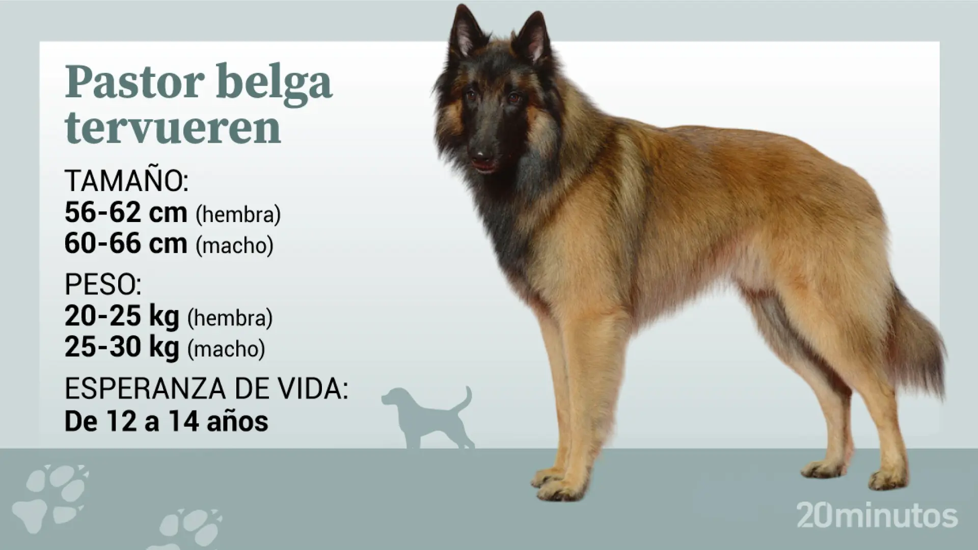 Así es el pastor belga tervueren, un perro inteligente, alerta y valiente