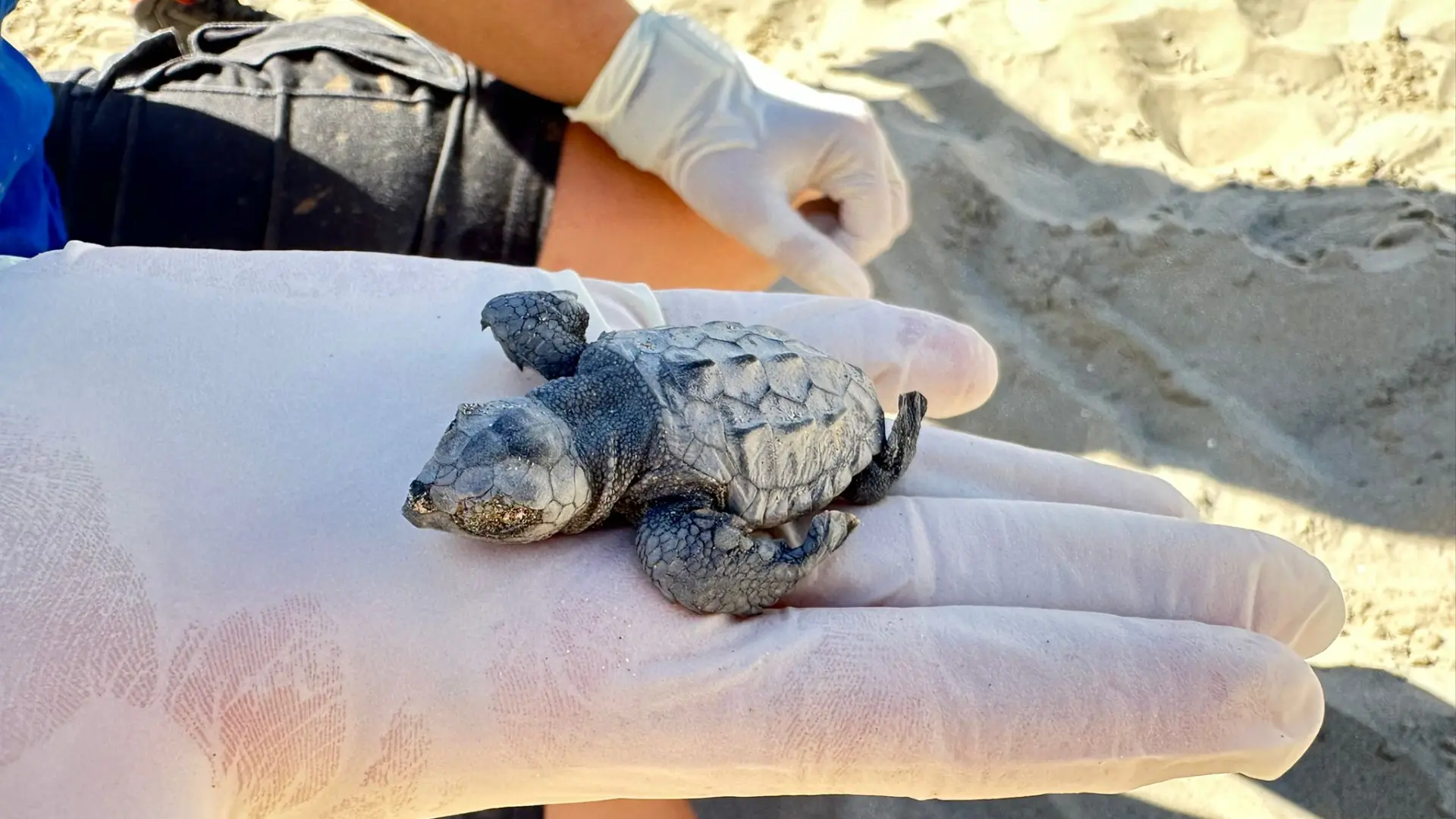 Una tortuga marina desova en la playa del Carregador de Alcossebre y varias crías son encontradas en la arena