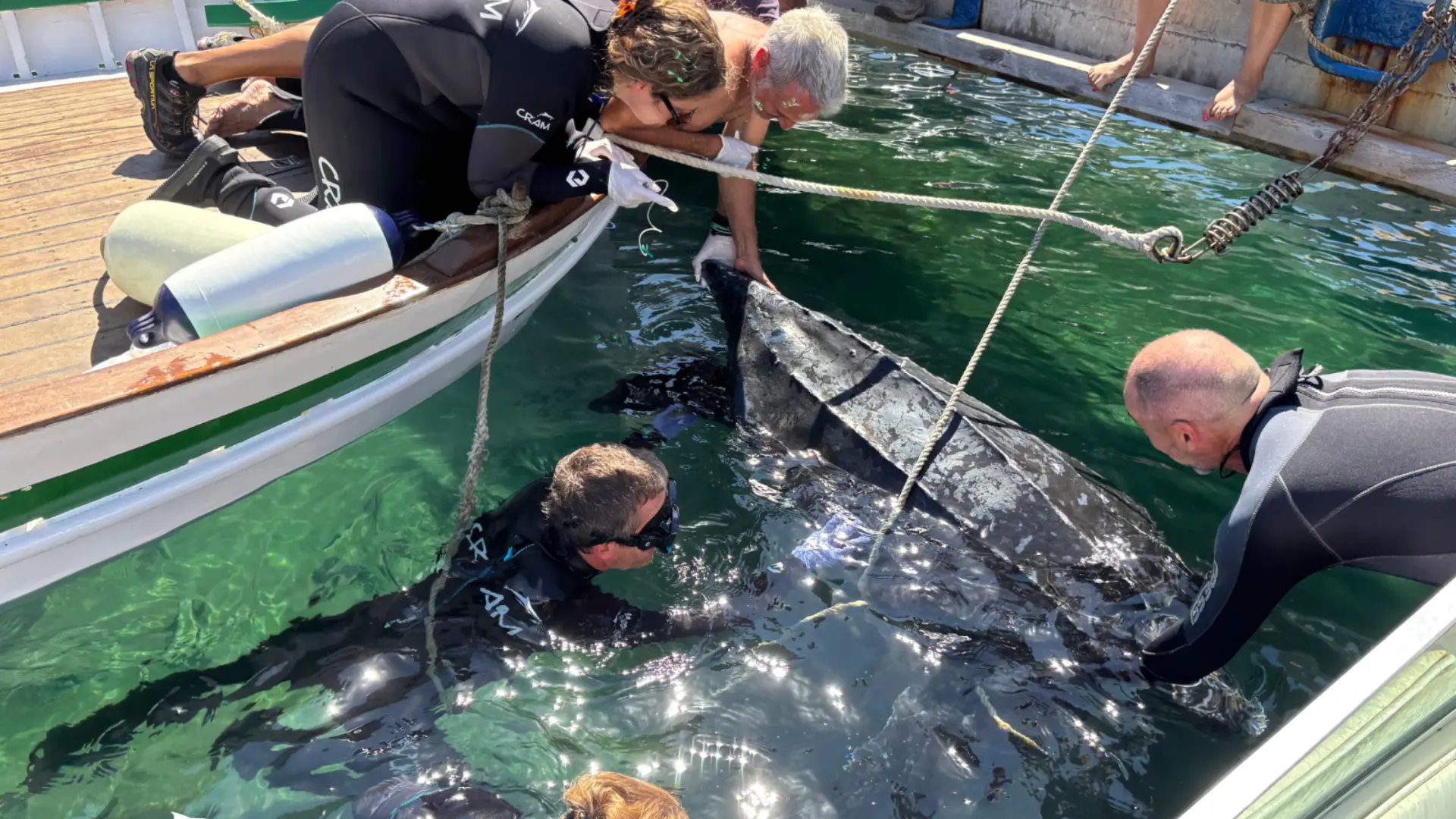 Rescatan a una tortuga vulnerable en el puerto de Colera
