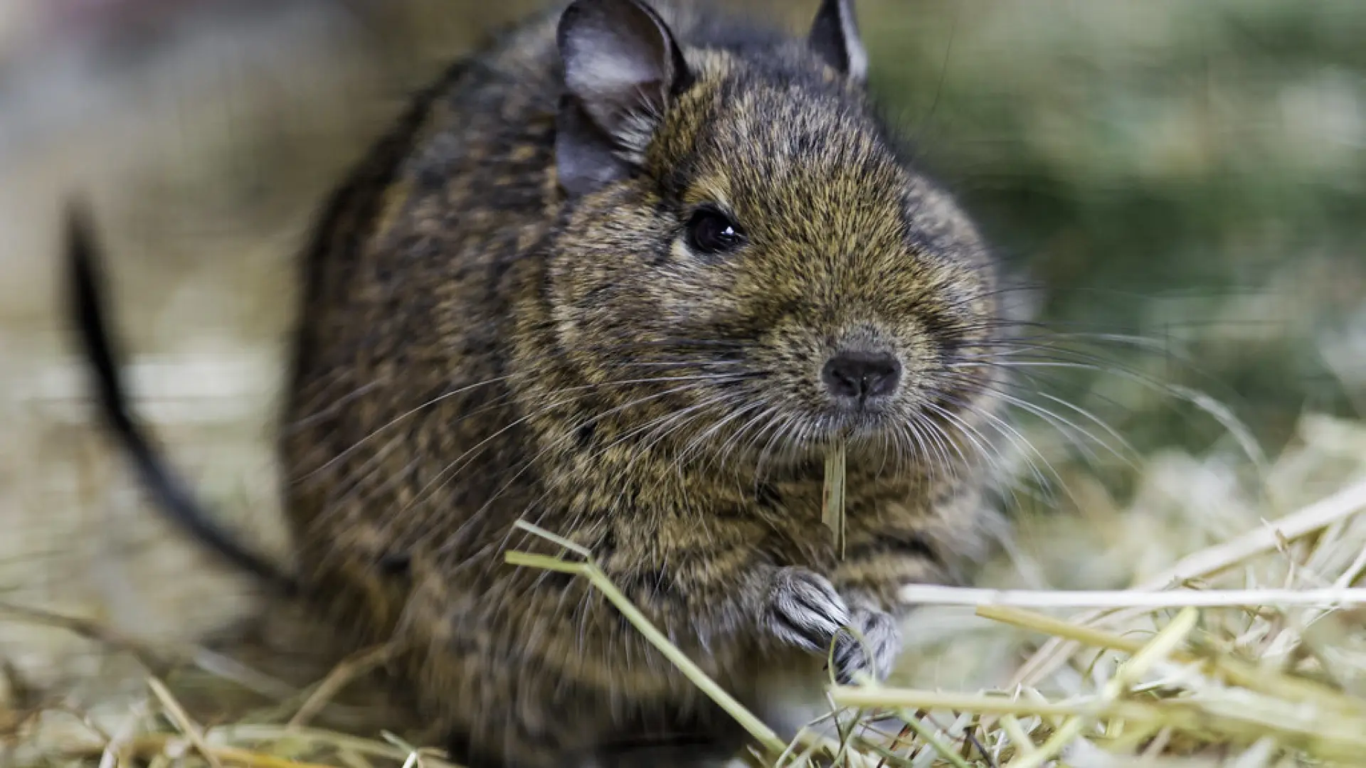 Los degús como mascota: cuidados esenciales para una vida feliz en cautividad