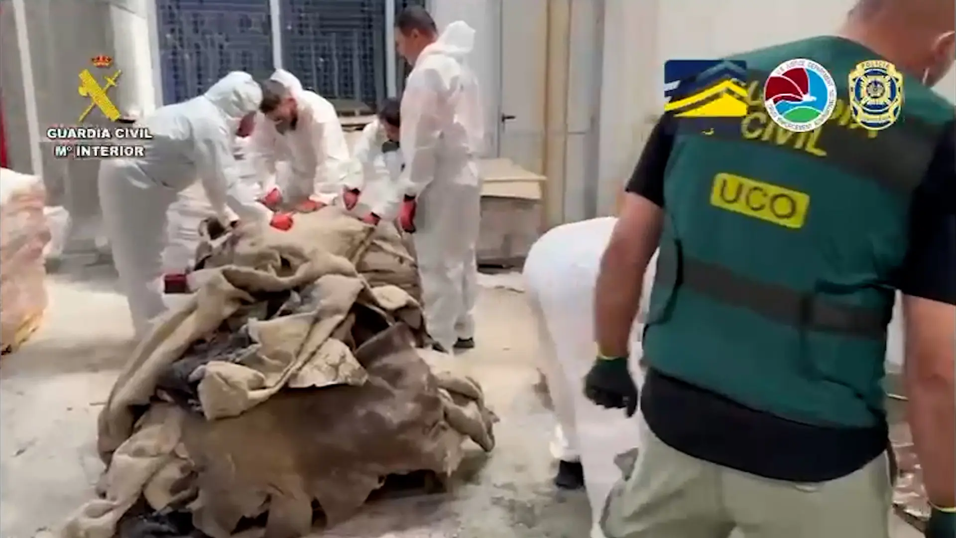 Prisión para tres narcotraficantes en Galicia que introducían cocaína en pieles de bovino
