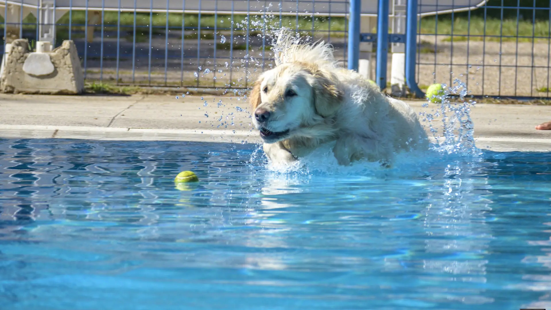 Vuelve el evento solidario '¡Al agua patas!' para ayudar a los gatos de la asociación Doganzo