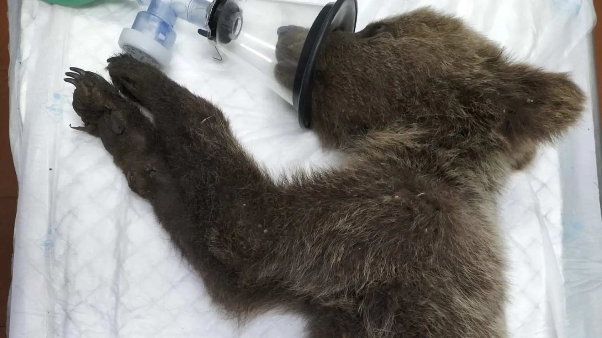 El oso 'Barniedo' sobrevive a su segundo incendio y ya corre por los montes leoneses