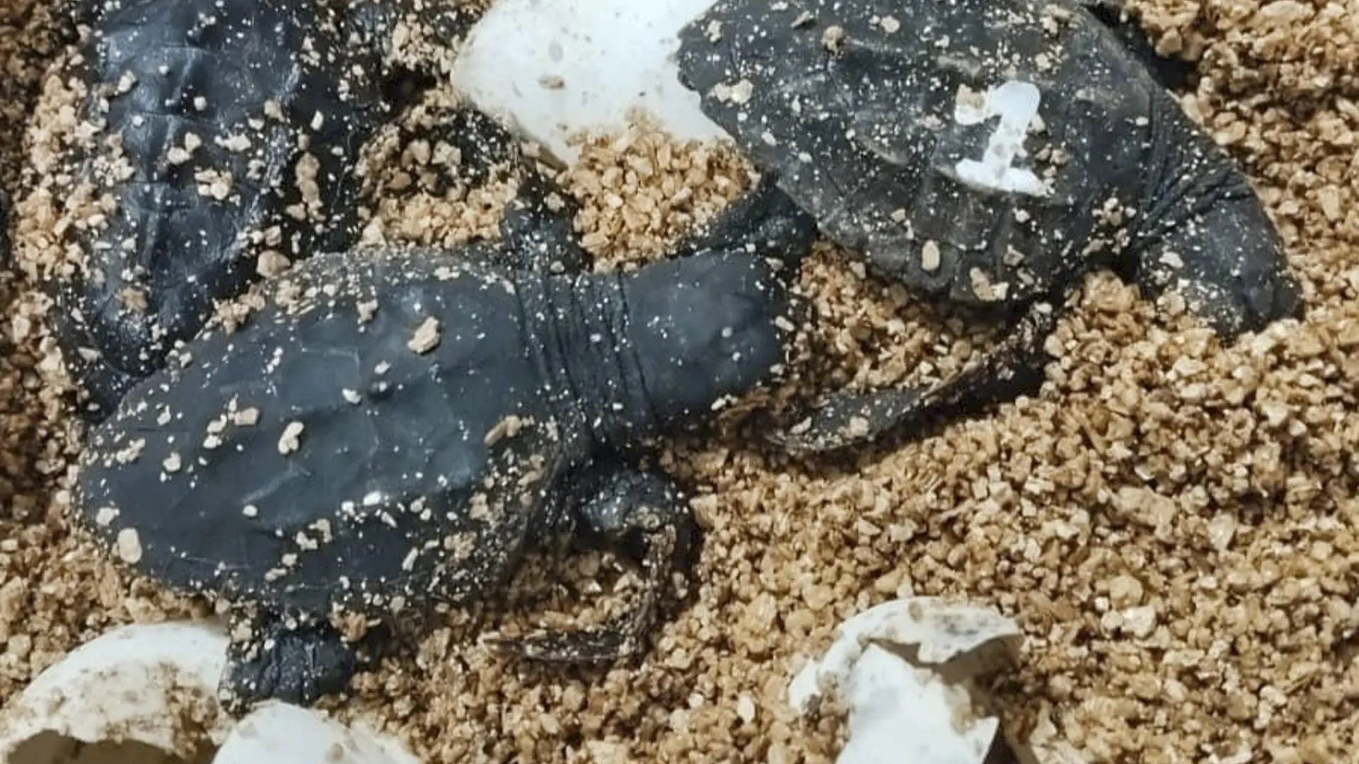 Nacen 62 tortugas marinas de un nido detectado en una playa de Palma